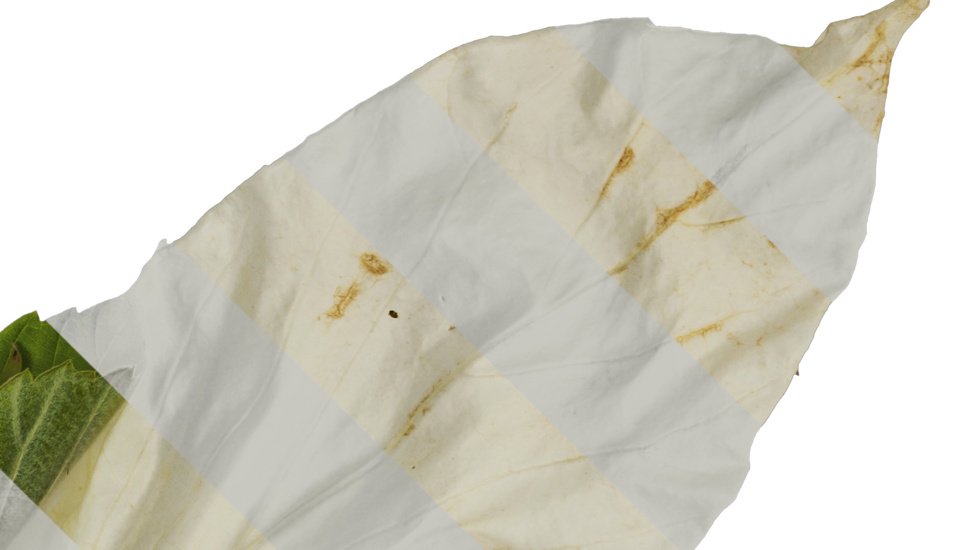 Davidia involucrata Low-poly 3D model_15