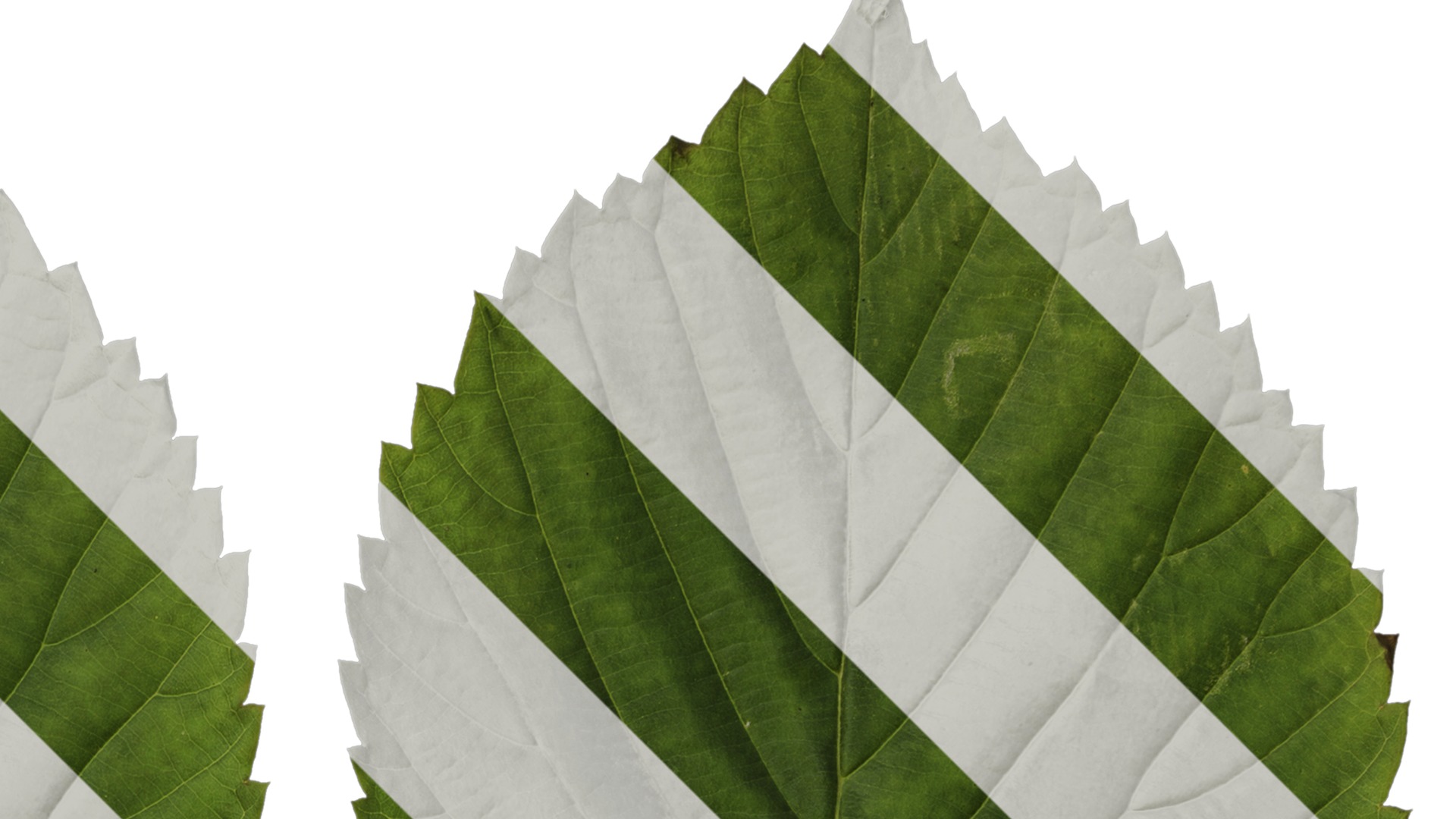 Davidia involucrata Low-poly 3D model_72