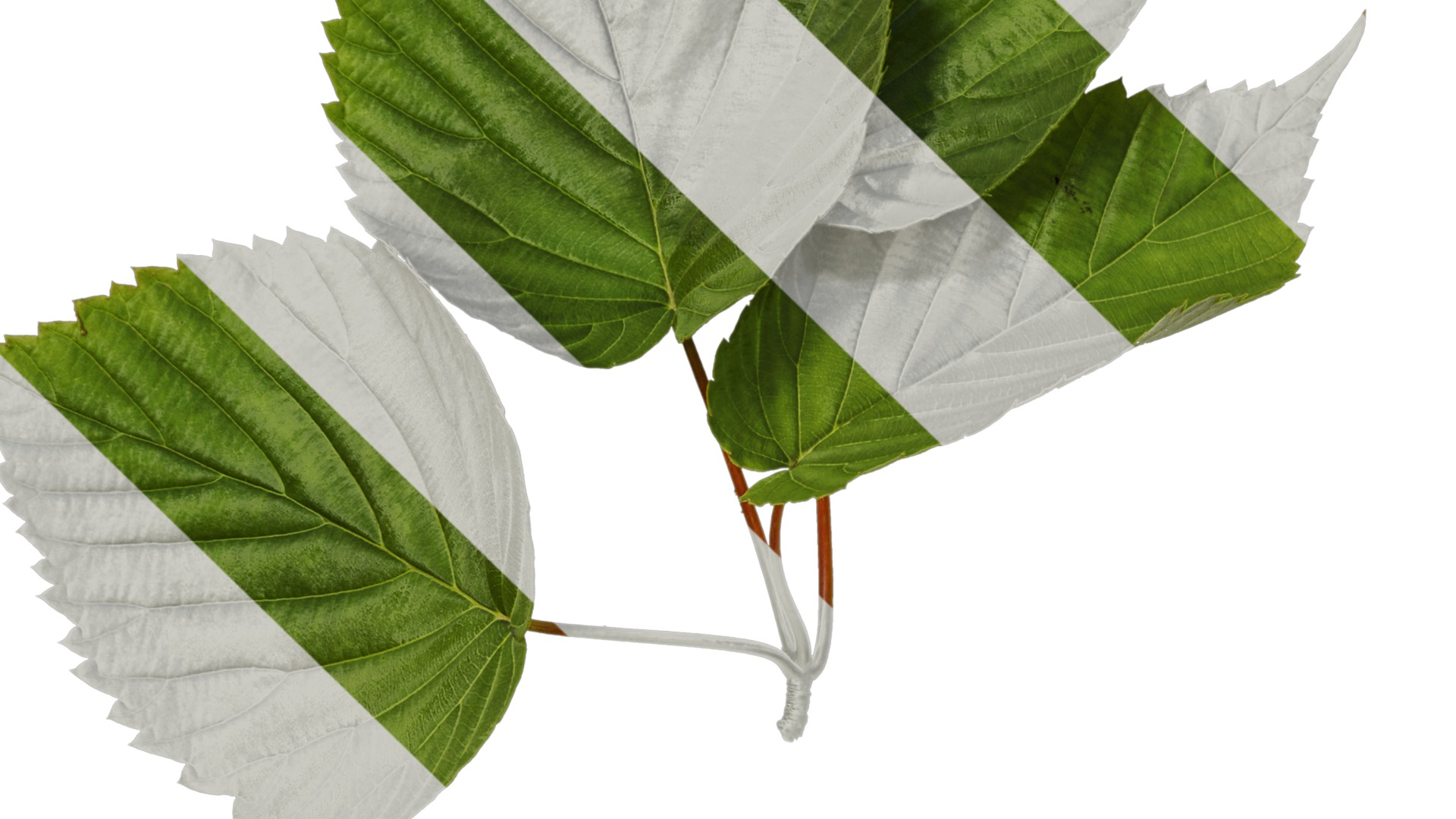 Davidia involucrata Low-poly 3D model_6