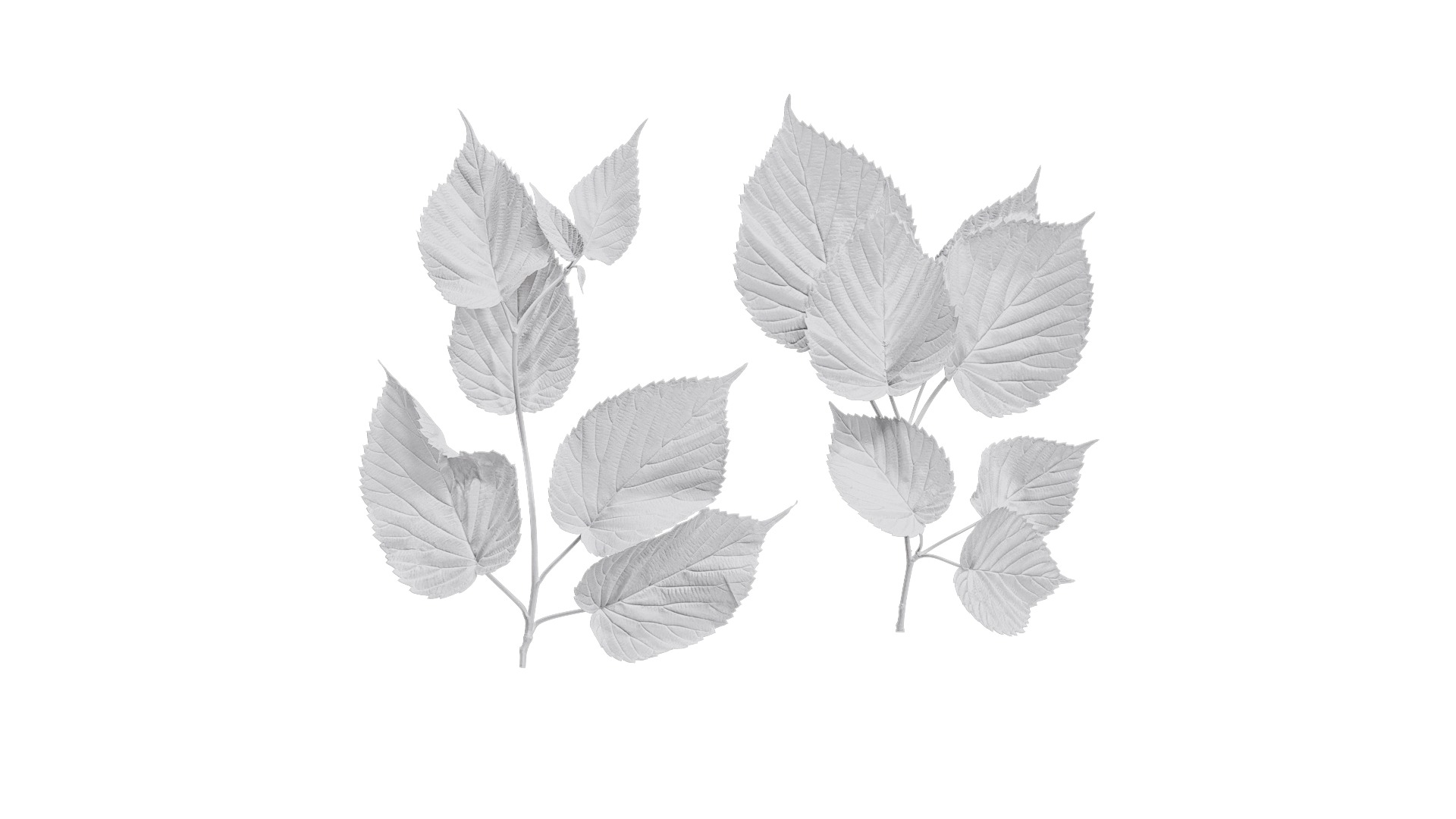 Davidia involucrata Low-poly 3D model_22