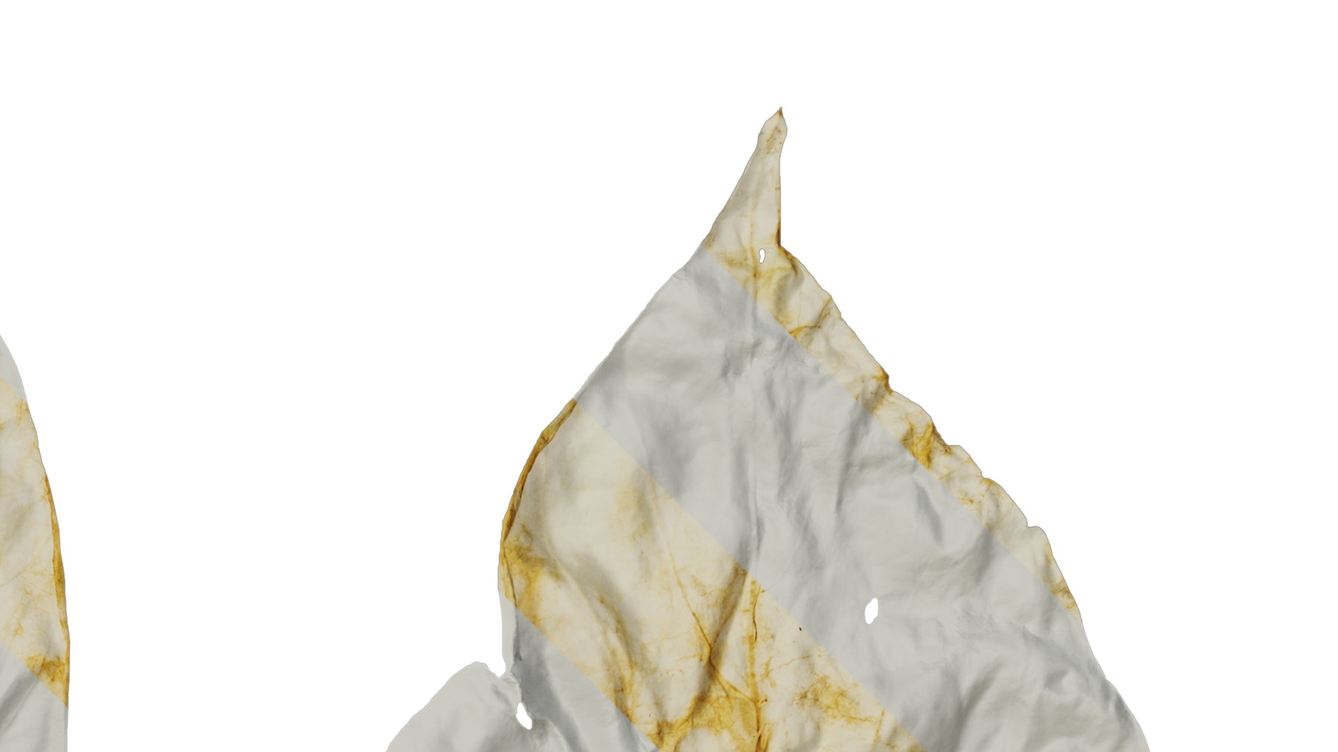 Davidia involucrata Low-poly 3D model_45