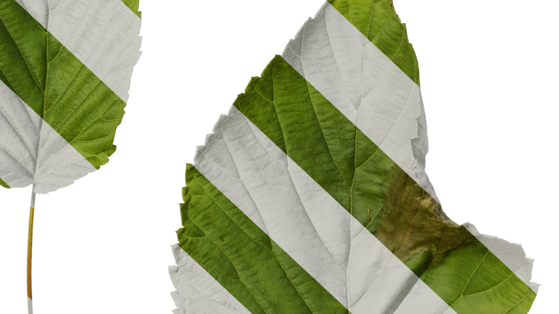 Davidia involucrata Low-poly 3D model_85