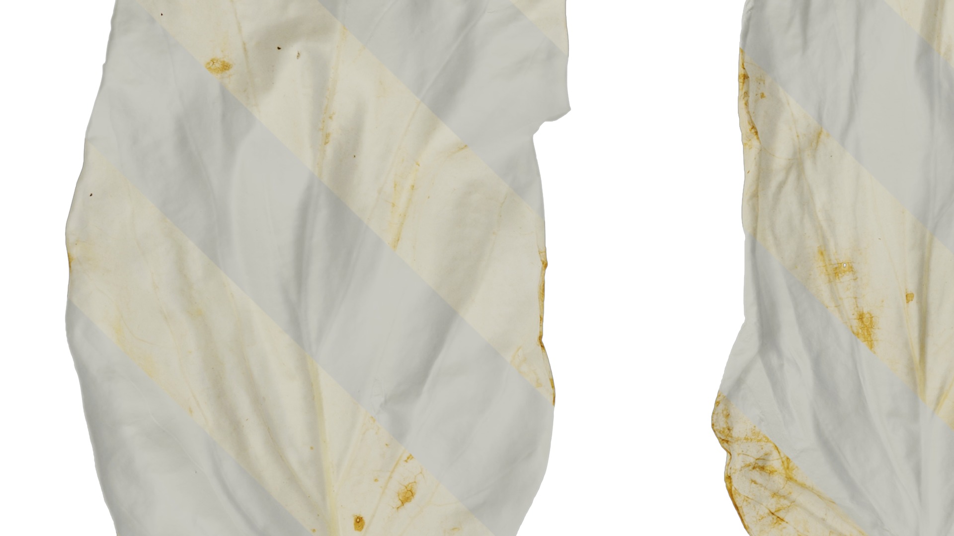 Davidia involucrata Low-poly 3D model_64