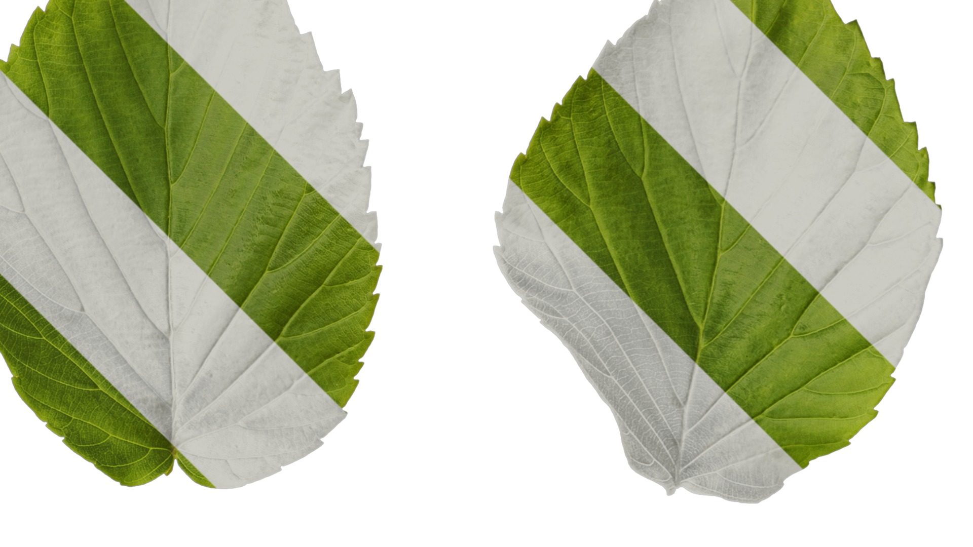 Davidia involucrata Low-poly 3D model_81