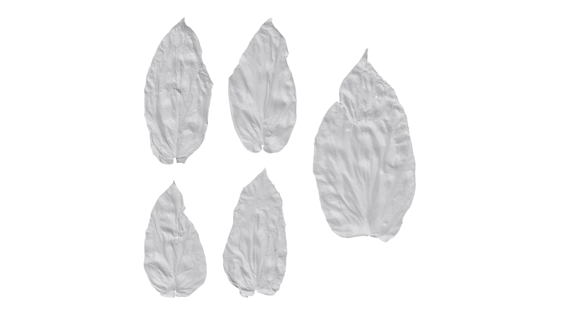 Davidia involucrata Low-poly 3D model_42