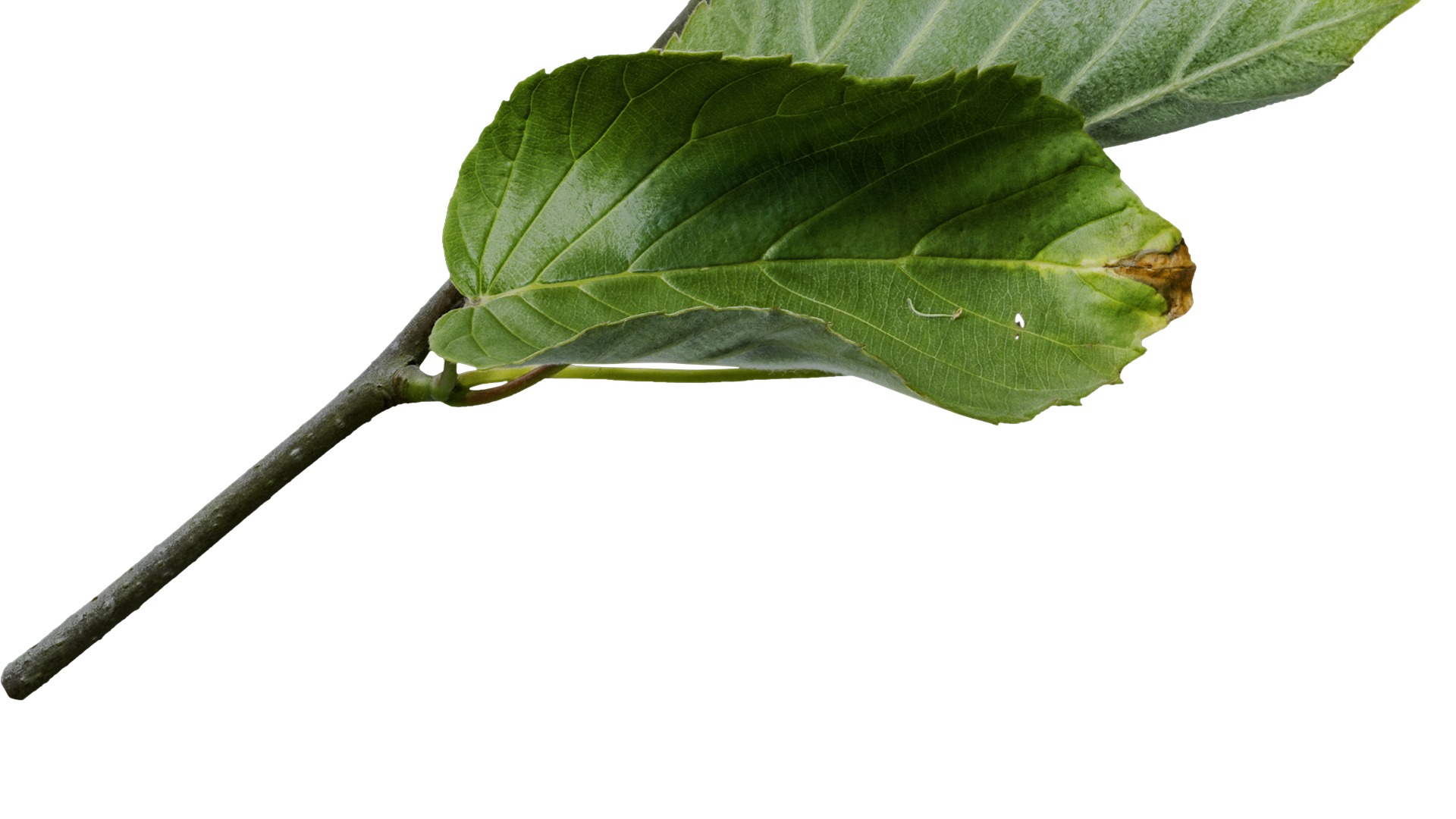 Davidia involucrata Low-poly 3D model_11