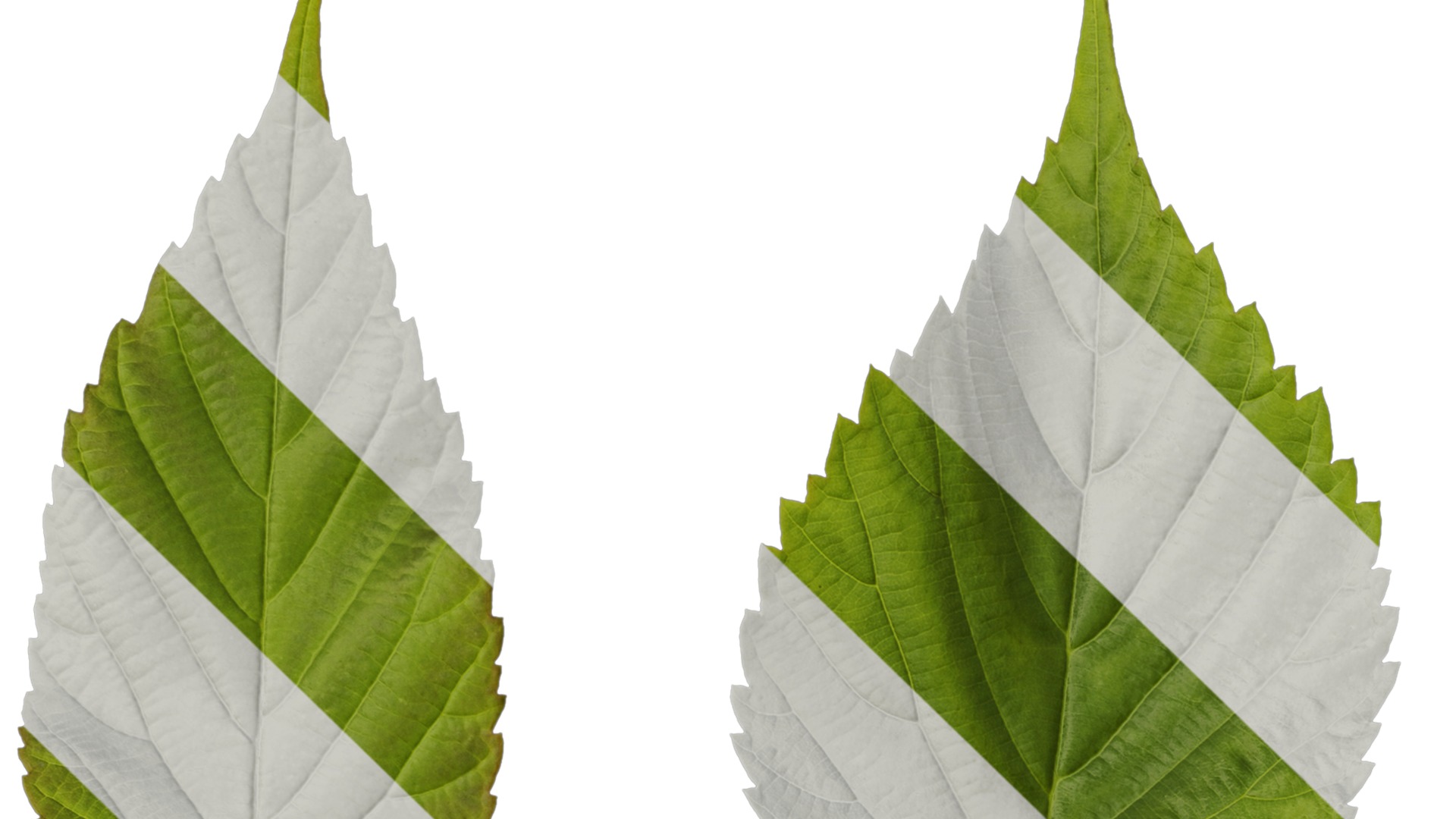 Davidia involucrata Low-poly 3D model_80