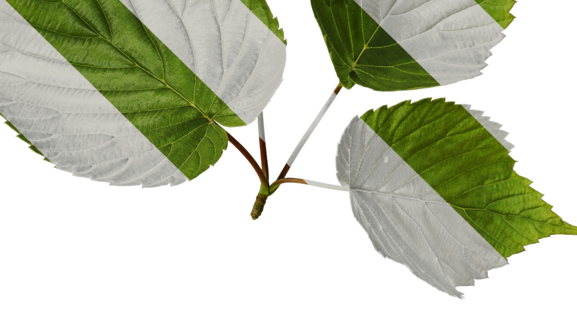 Davidia involucrata Low-poly 3D model_7