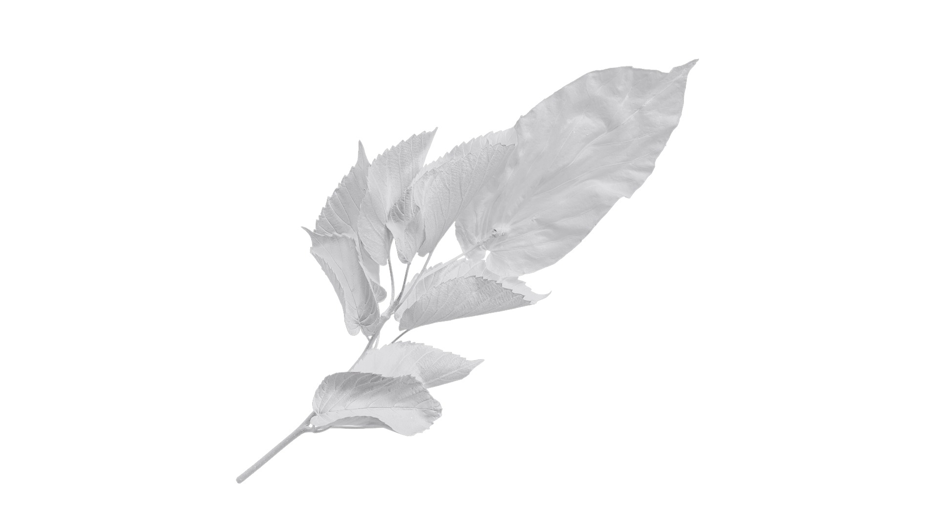 Davidia involucrata Low-poly 3D model_12