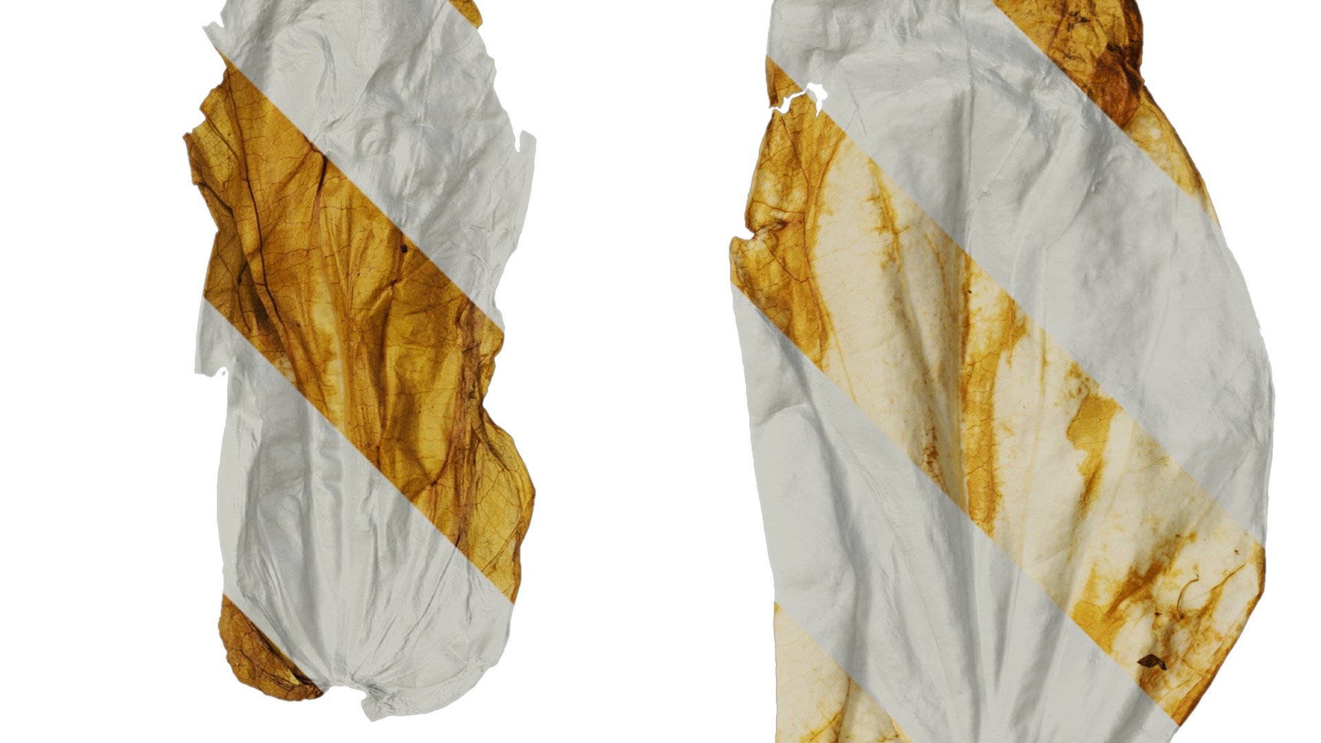 Davidia involucrata Low-poly 3D model_54