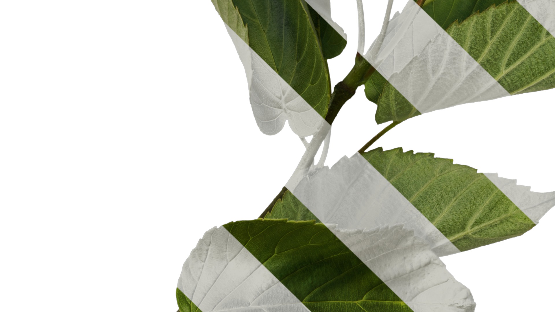 Davidia involucrata Low-poly 3D model_18