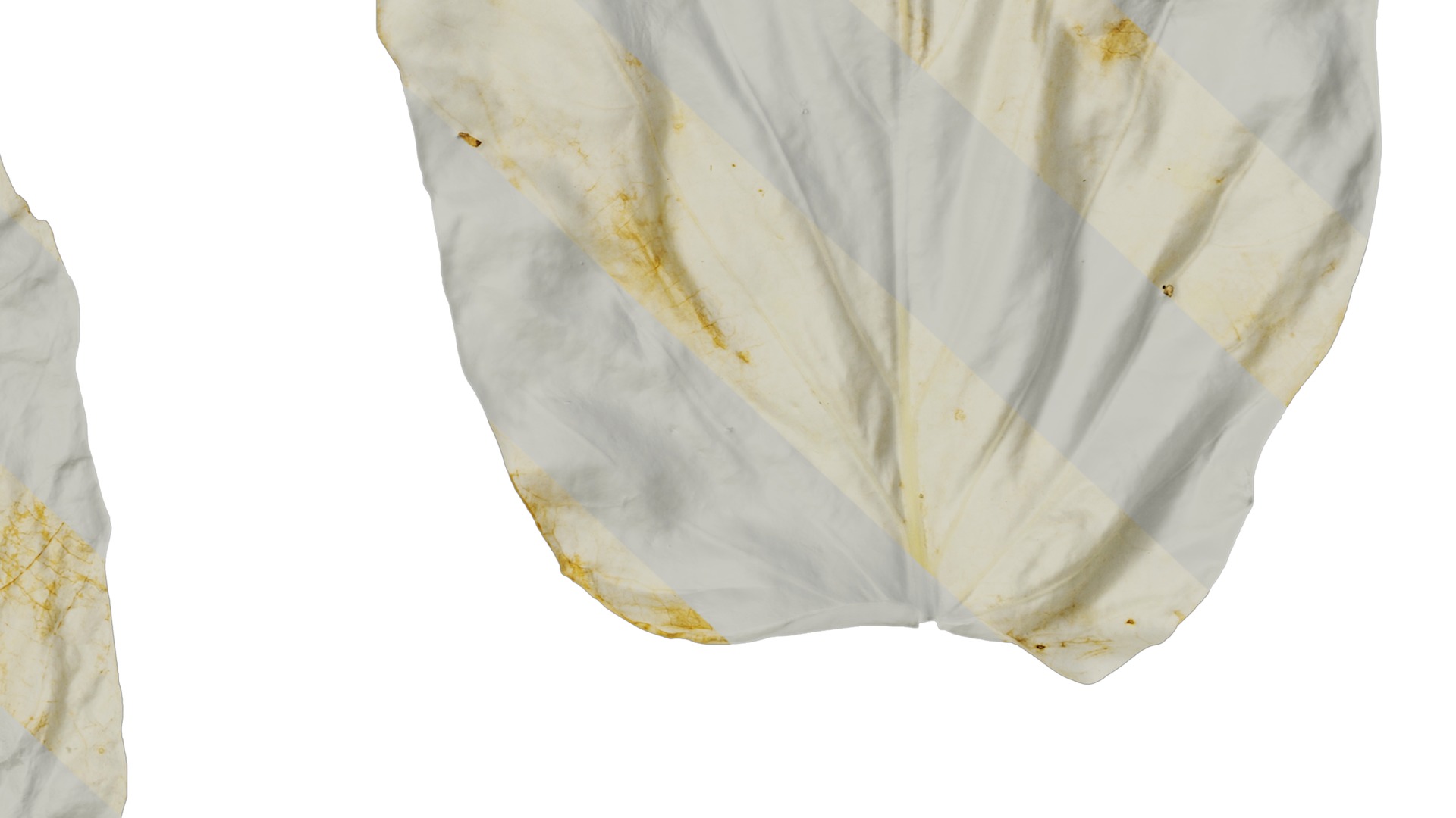 Davidia involucrata Low-poly 3D model_49