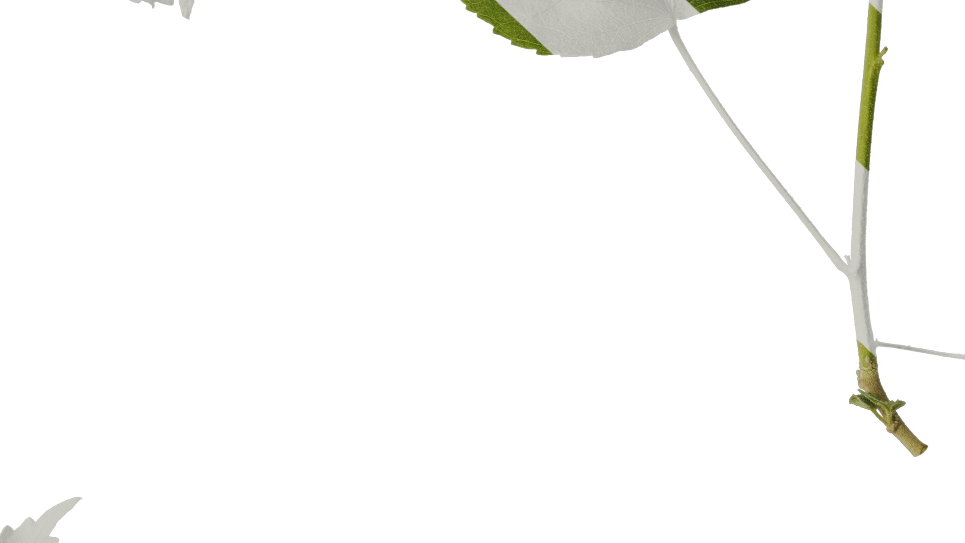 Hibiscus mutabilis Low-poly 3D model_16