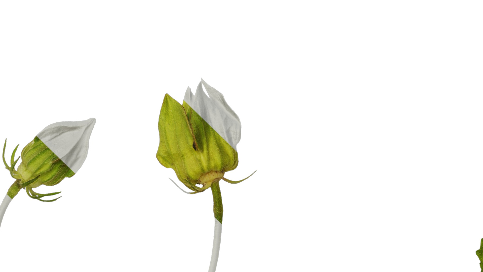 Hibiscus mutabilis Low-poly 3D model_24