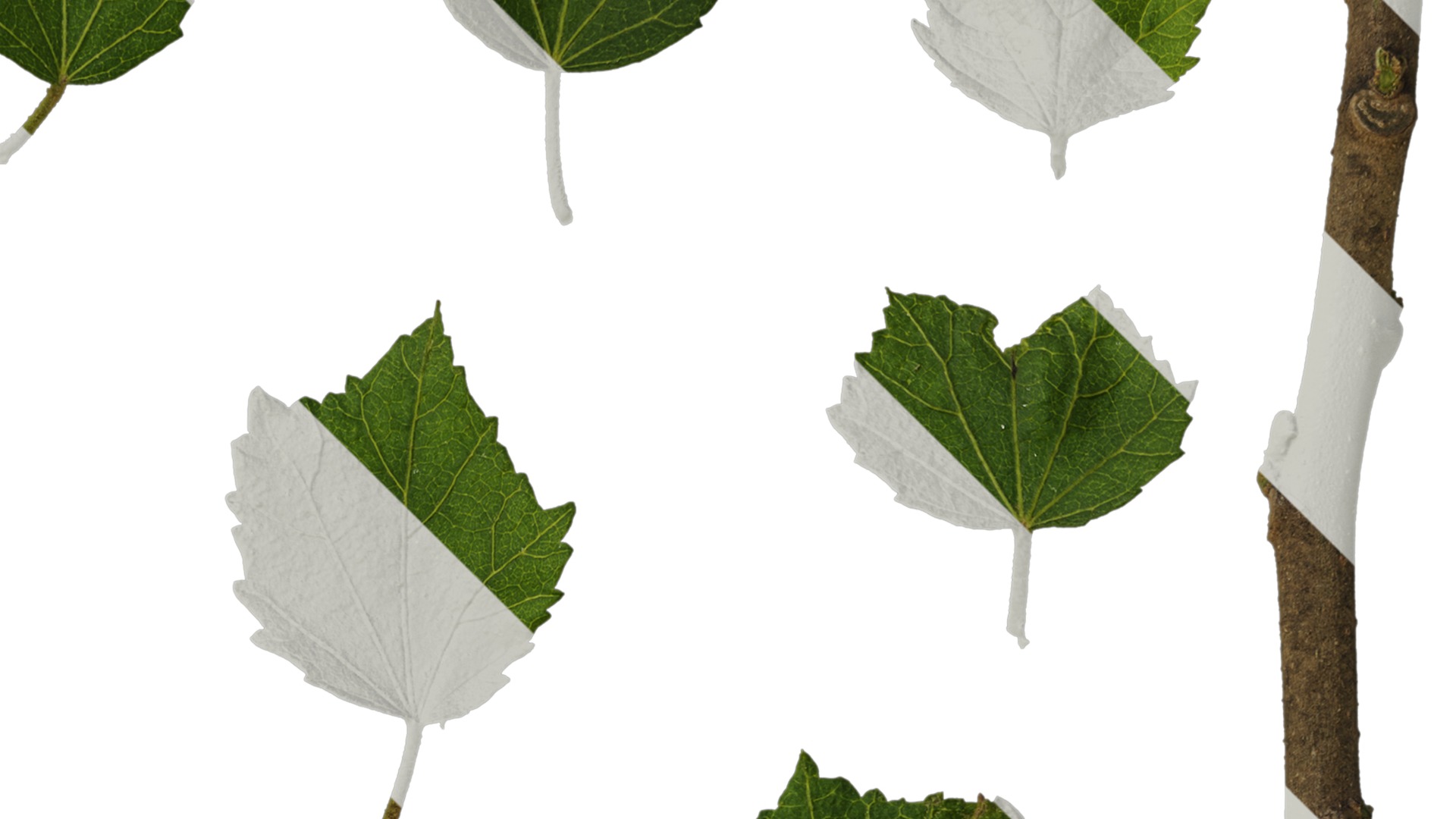 Hibiscus mutabilis Low-poly 3D model_48