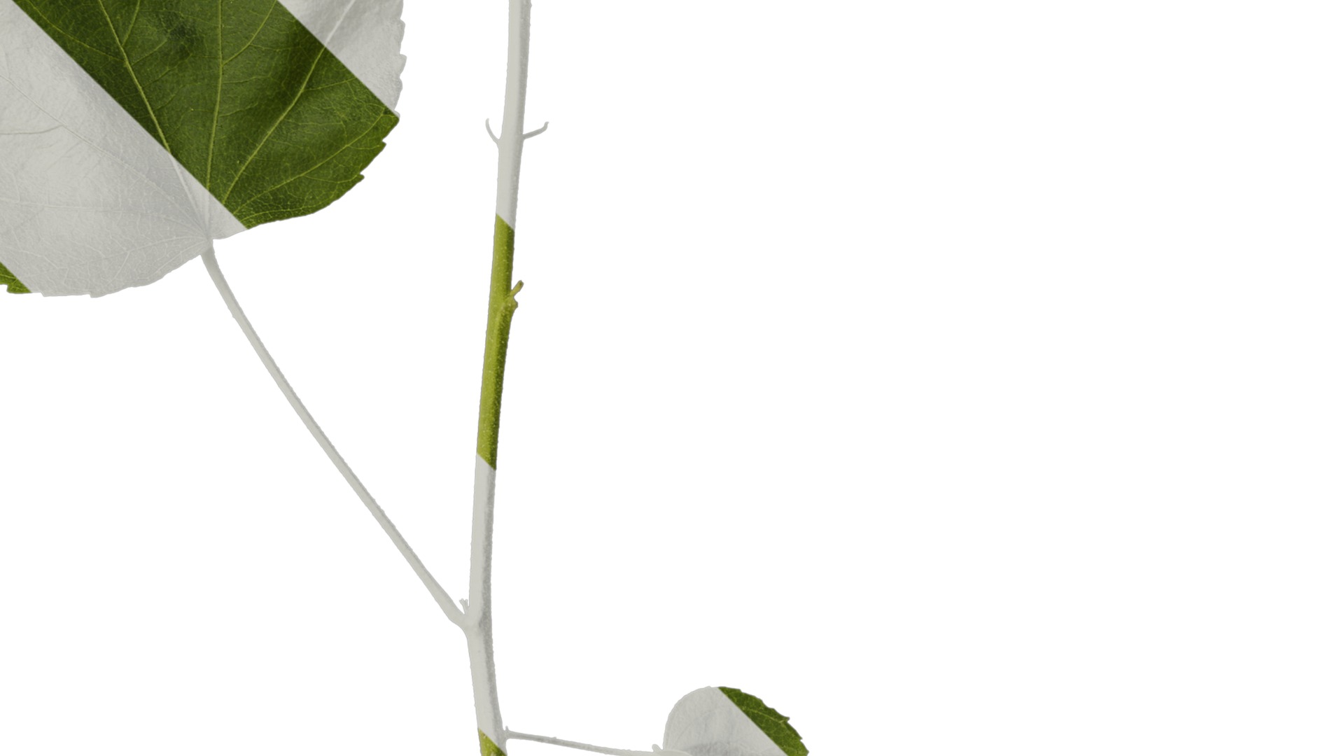 Hibiscus mutabilis Low-poly 3D model_13