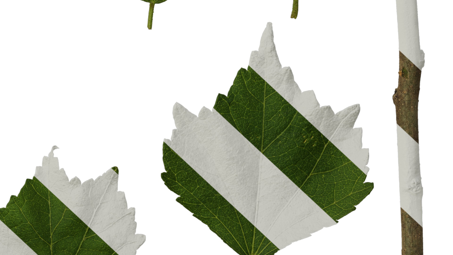 Hibiscus mutabilis Low-poly 3D model_52