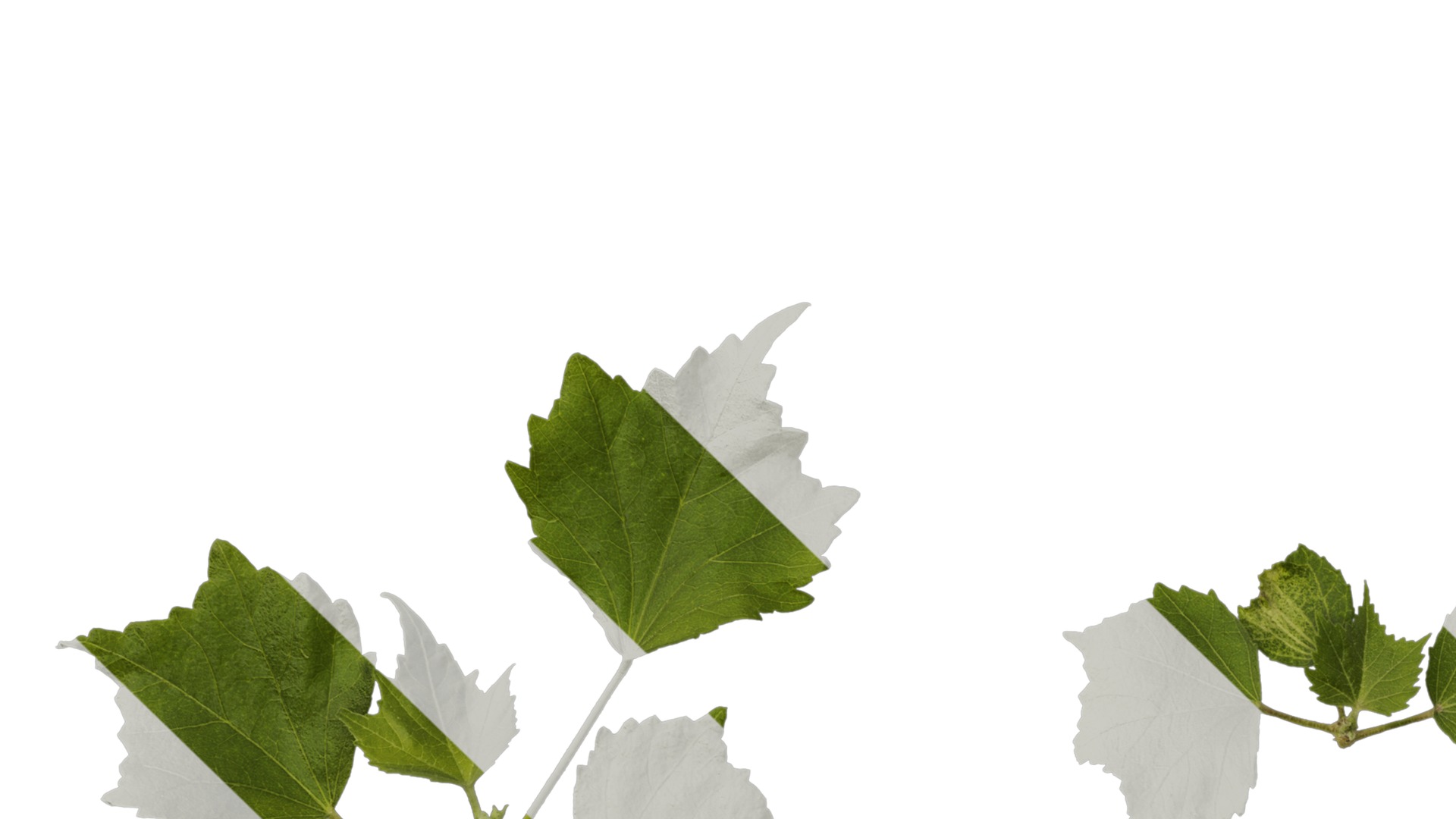 Hibiscus mutabilis Low-poly 3D model_14