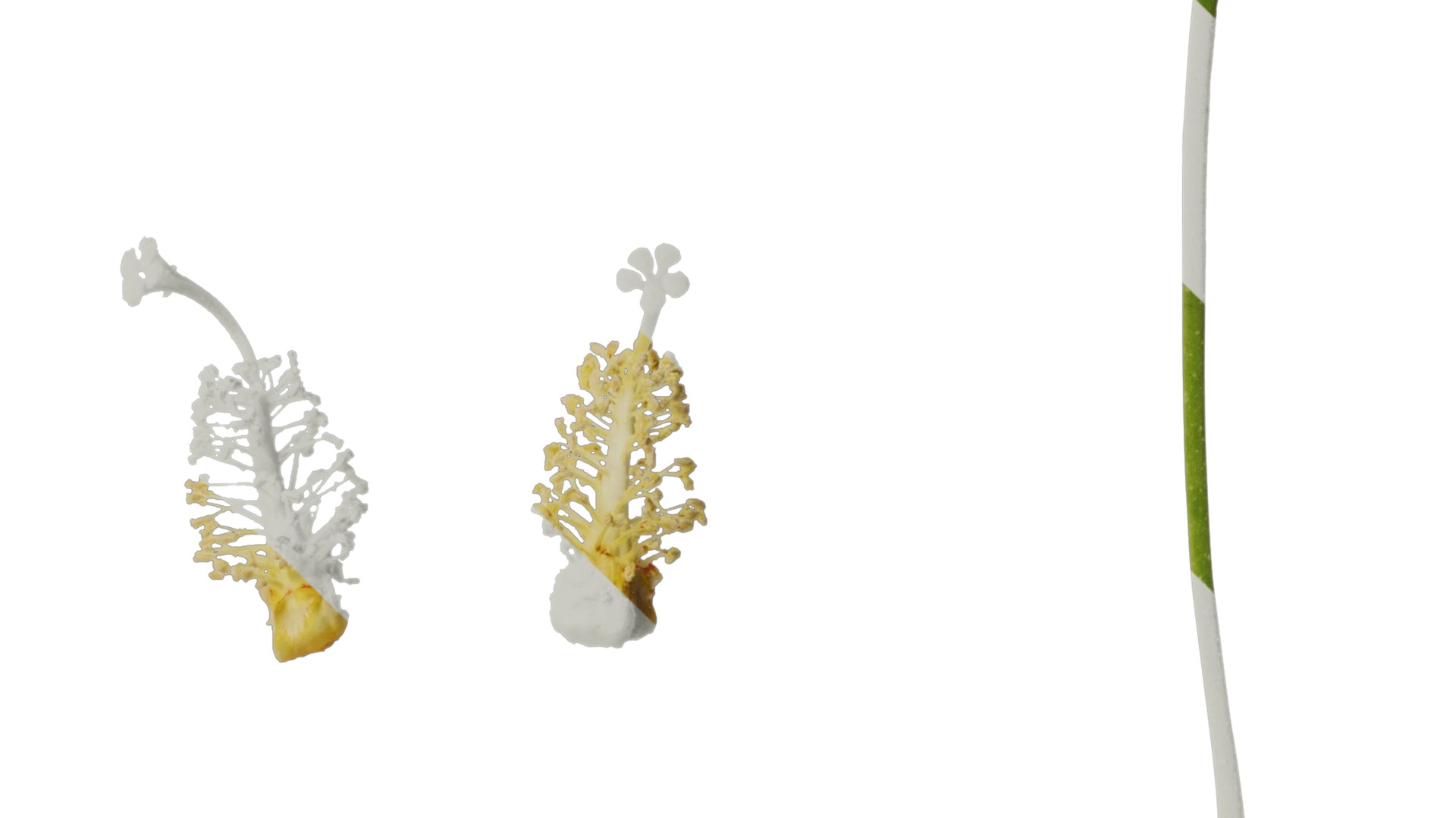 Hibiscus mutabilis Low-poly 3D model_41