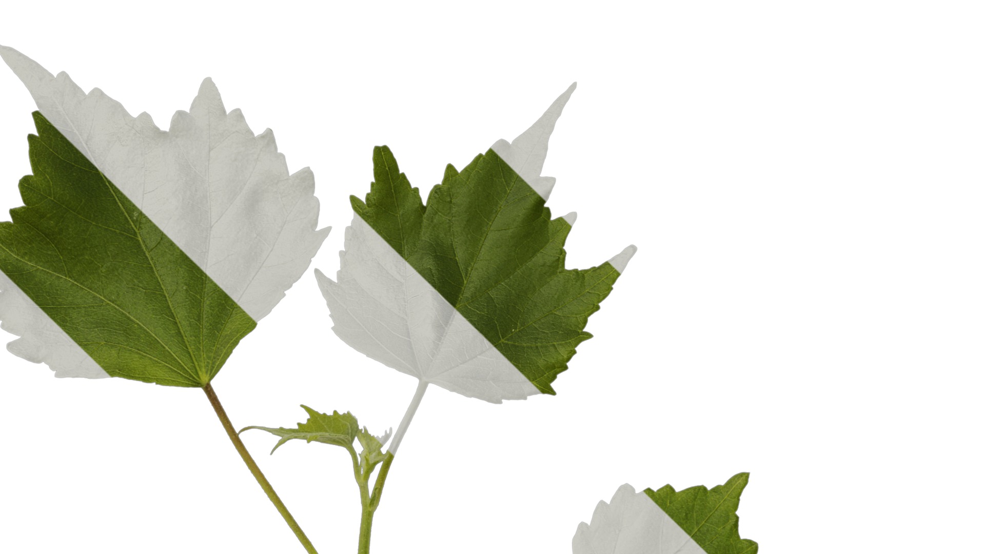 Hibiscus mutabilis Low-poly 3D model_10