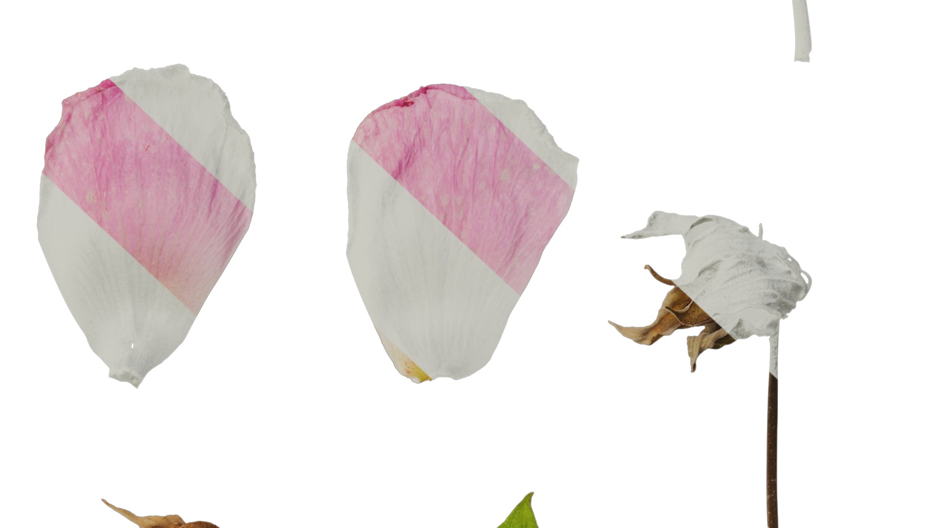 Hibiscus mutabilis Low-poly 3D model_43