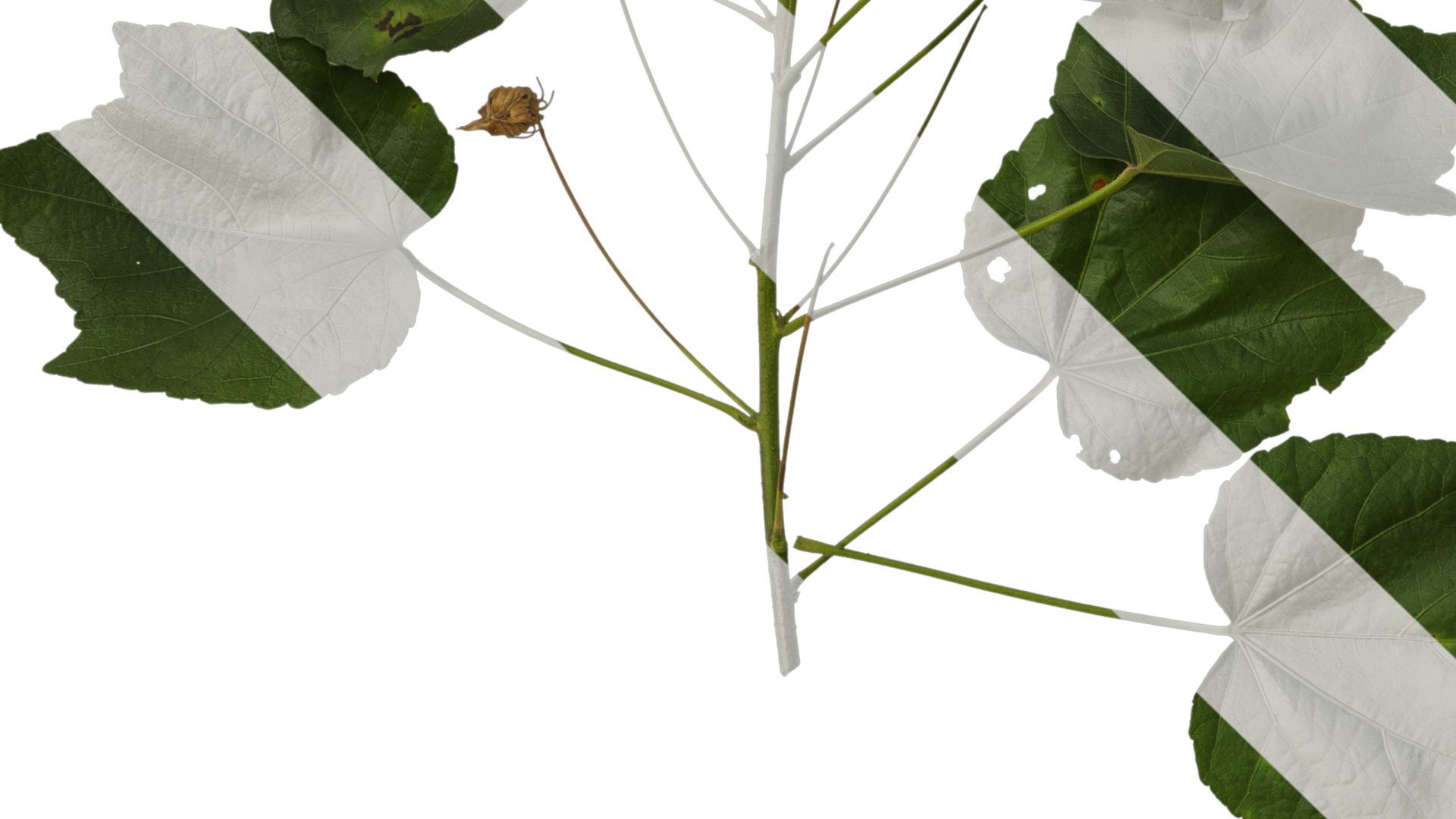 Hibiscus mutabilis Low-poly 3D model_29