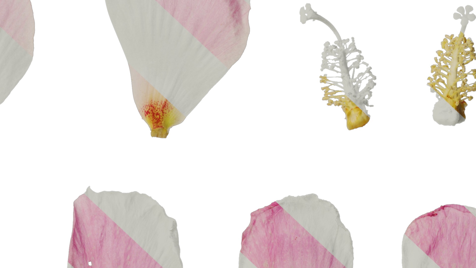 Hibiscus mutabilis Low-poly 3D model_44