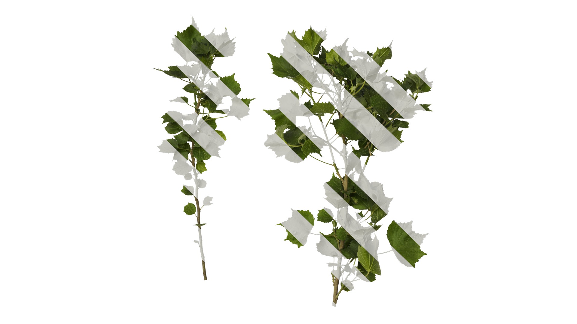 Hibiscus mutabilis Low-poly 3D model_1