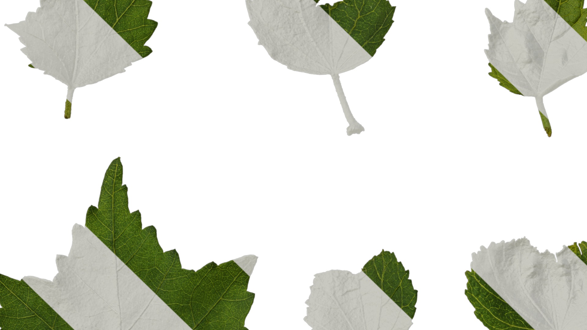 Hibiscus mutabilis Low-poly 3D model_49