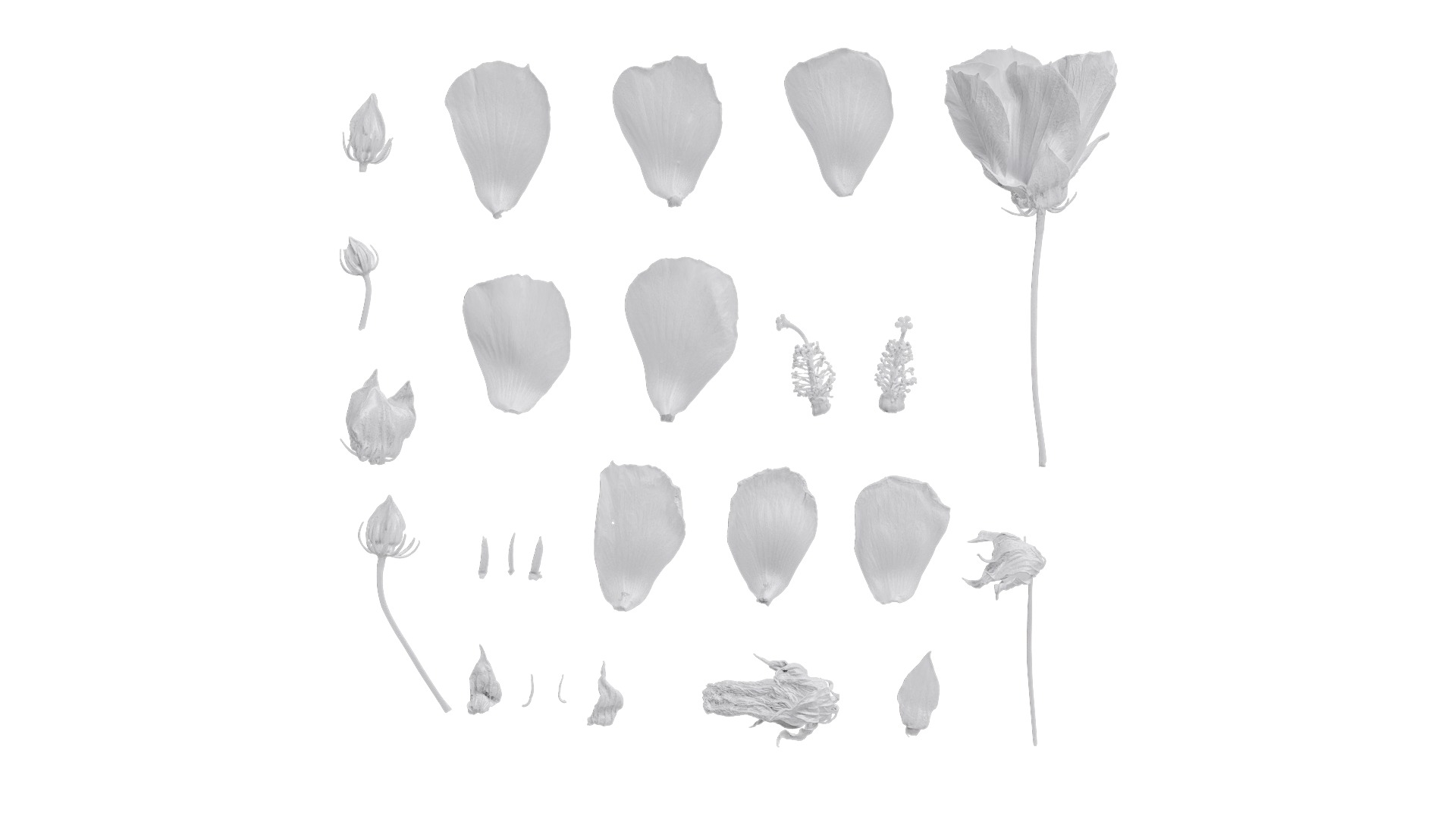 Hibiscus mutabilis Low-poly 3D model_36