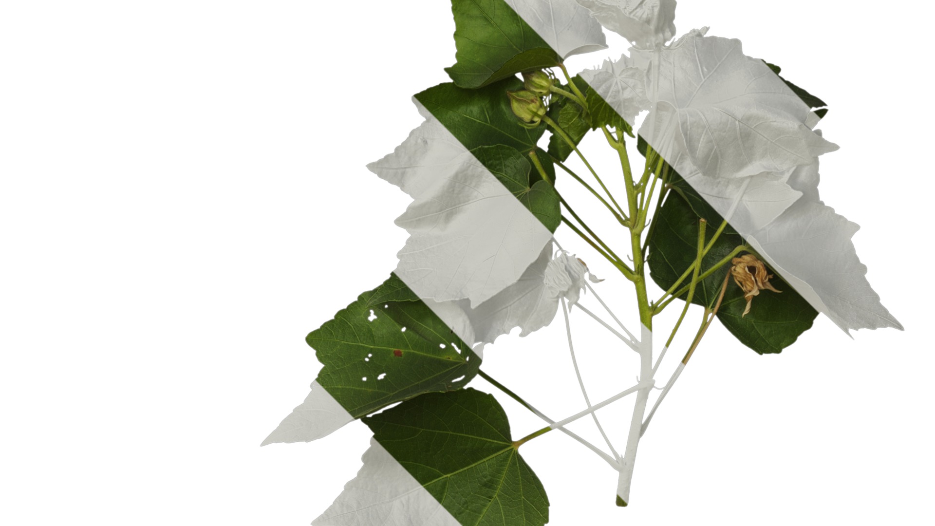 Hibiscus mutabilis Low-poly 3D model_28