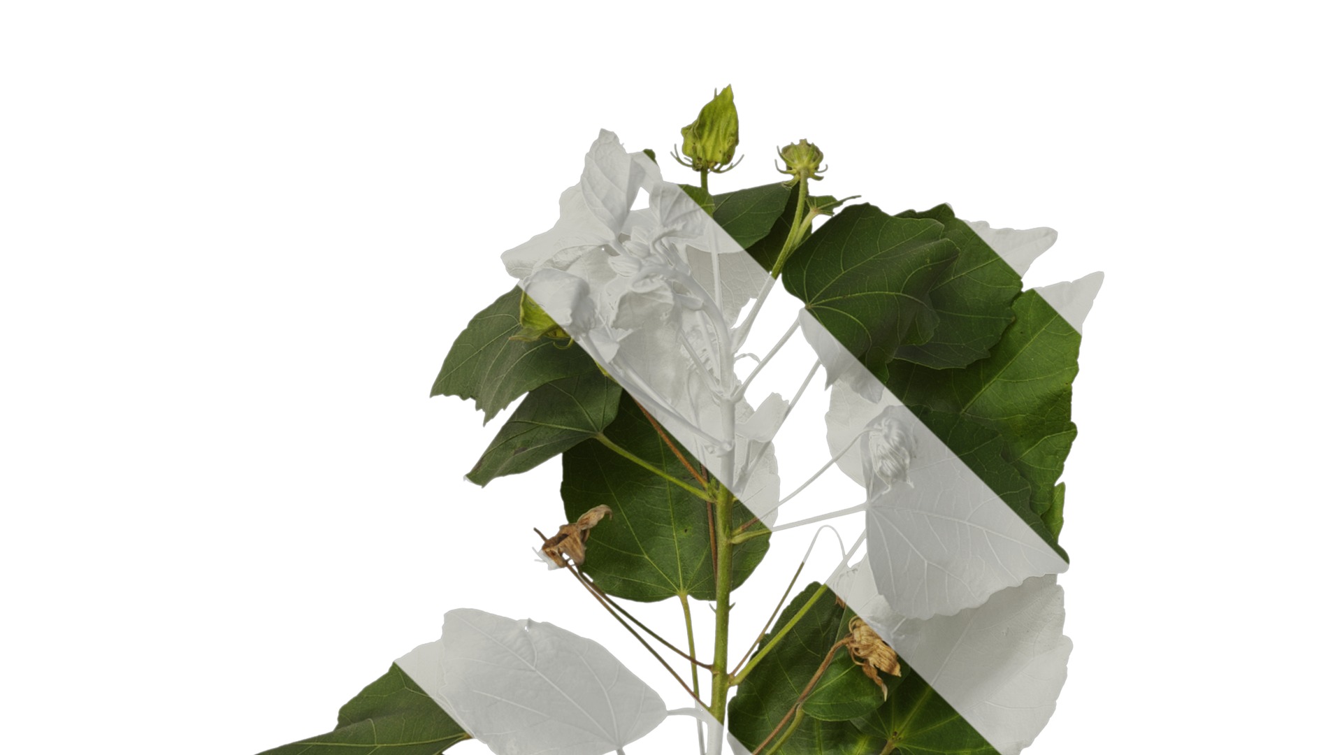 Hibiscus mutabilis Low-poly 3D model_30