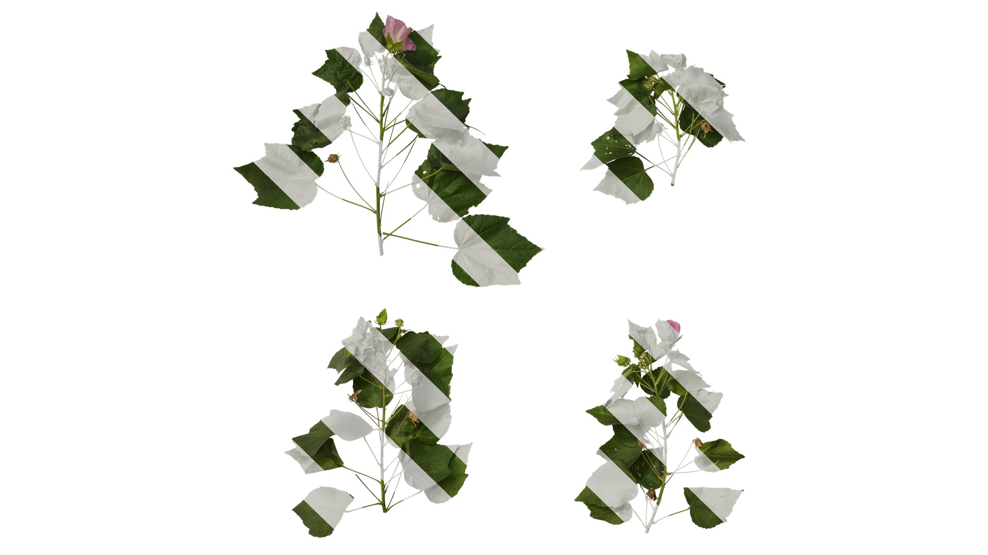 Hibiscus mutabilis Low-poly 3D model_26