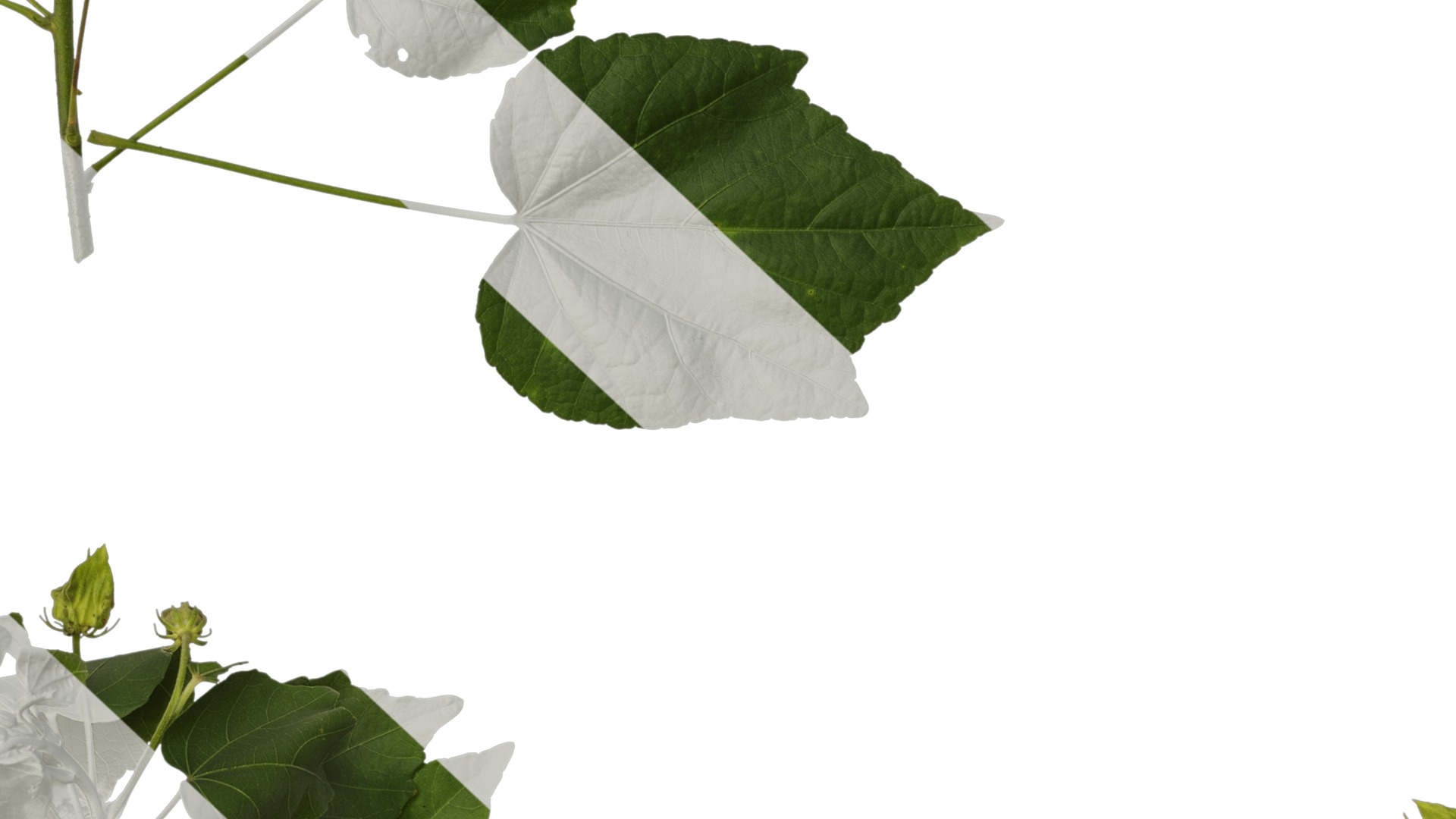 Hibiscus mutabilis Low-poly 3D model_32