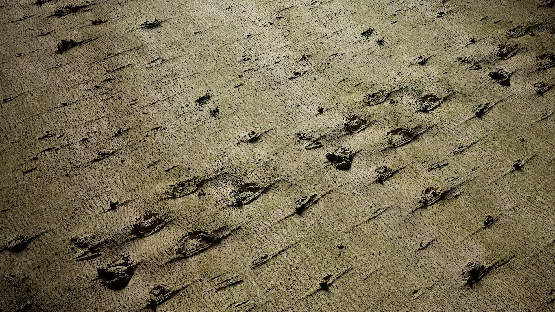 Hibiscus mutabilis Low-poly 3D model_33