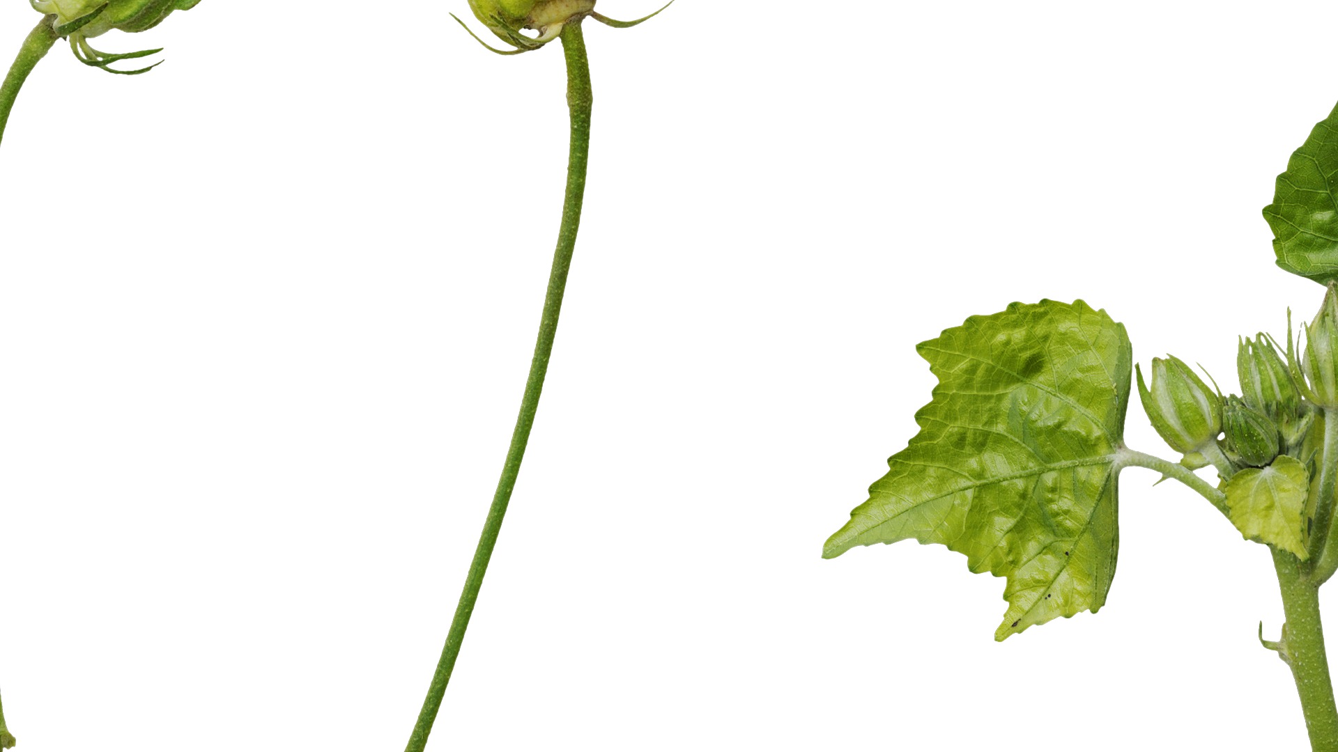 Hibiscus mutabilis Low-poly 3D model_17