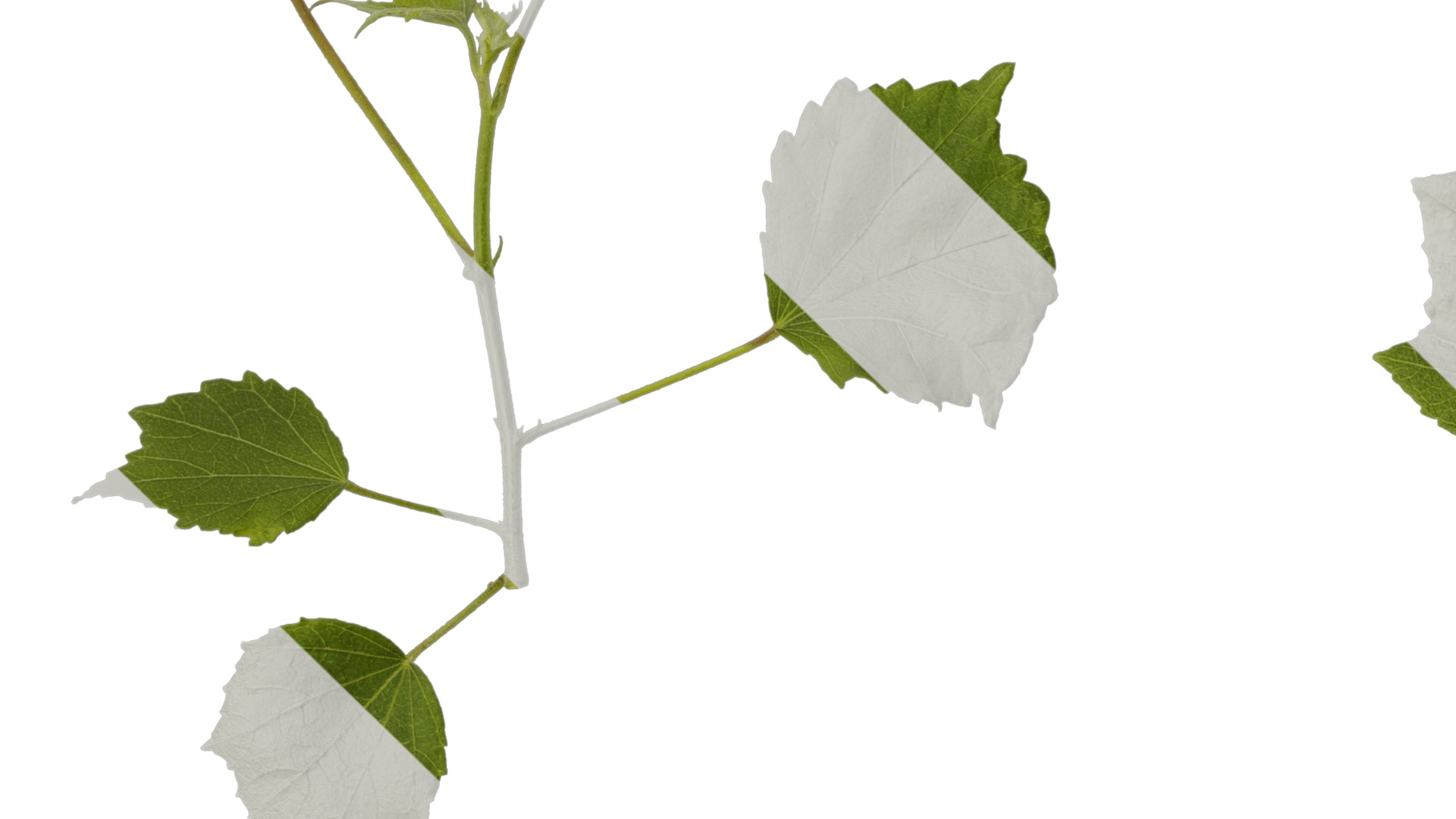 Hibiscus mutabilis Low-poly 3D model_12