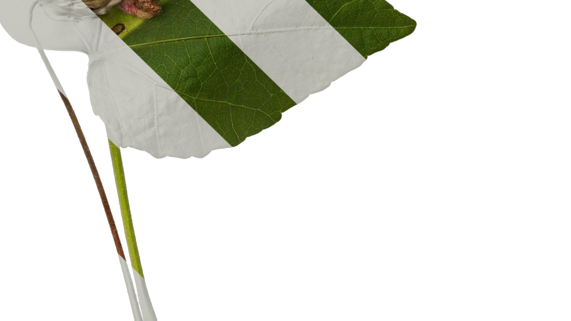 Hibiscus mutabilis Low-poly 3D model_22