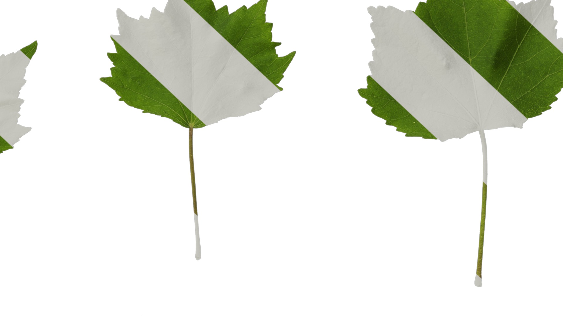 Hibiscus mutabilis Low-poly 3D model_61