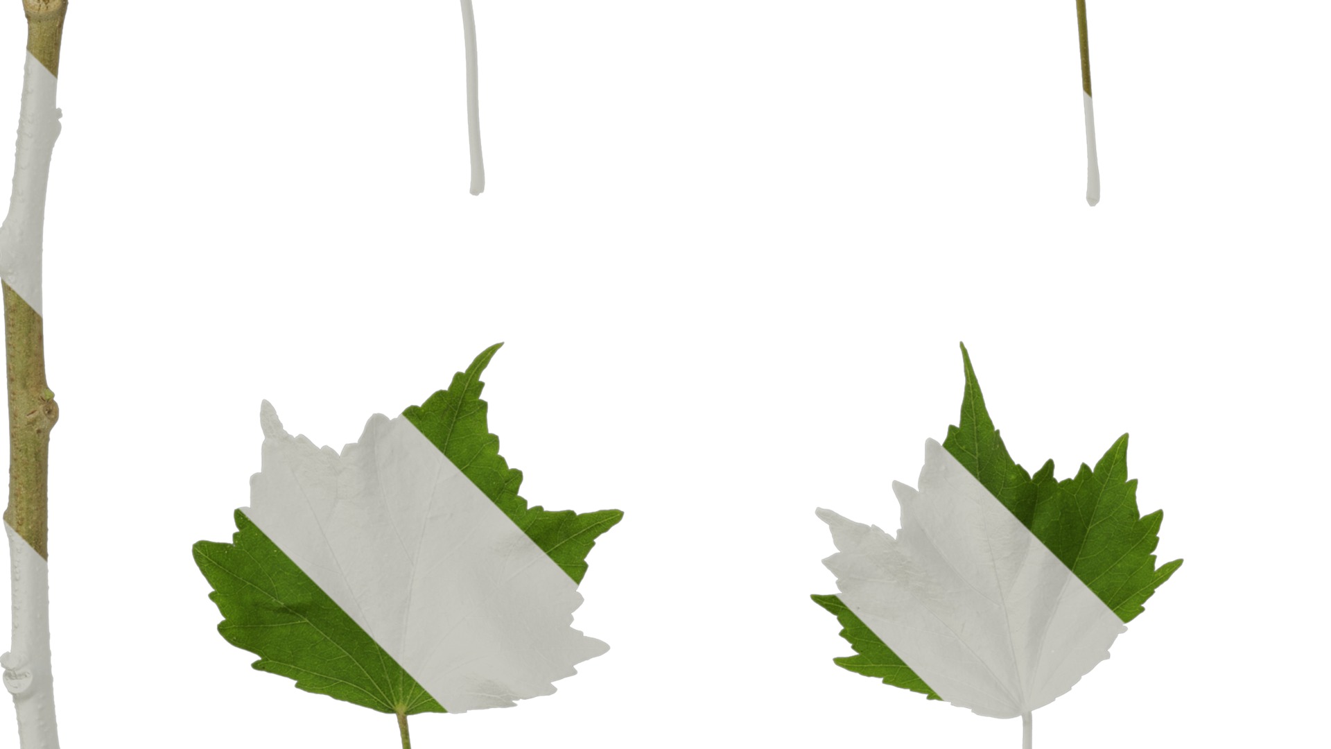 Hibiscus mutabilis Low-poly 3D model_59