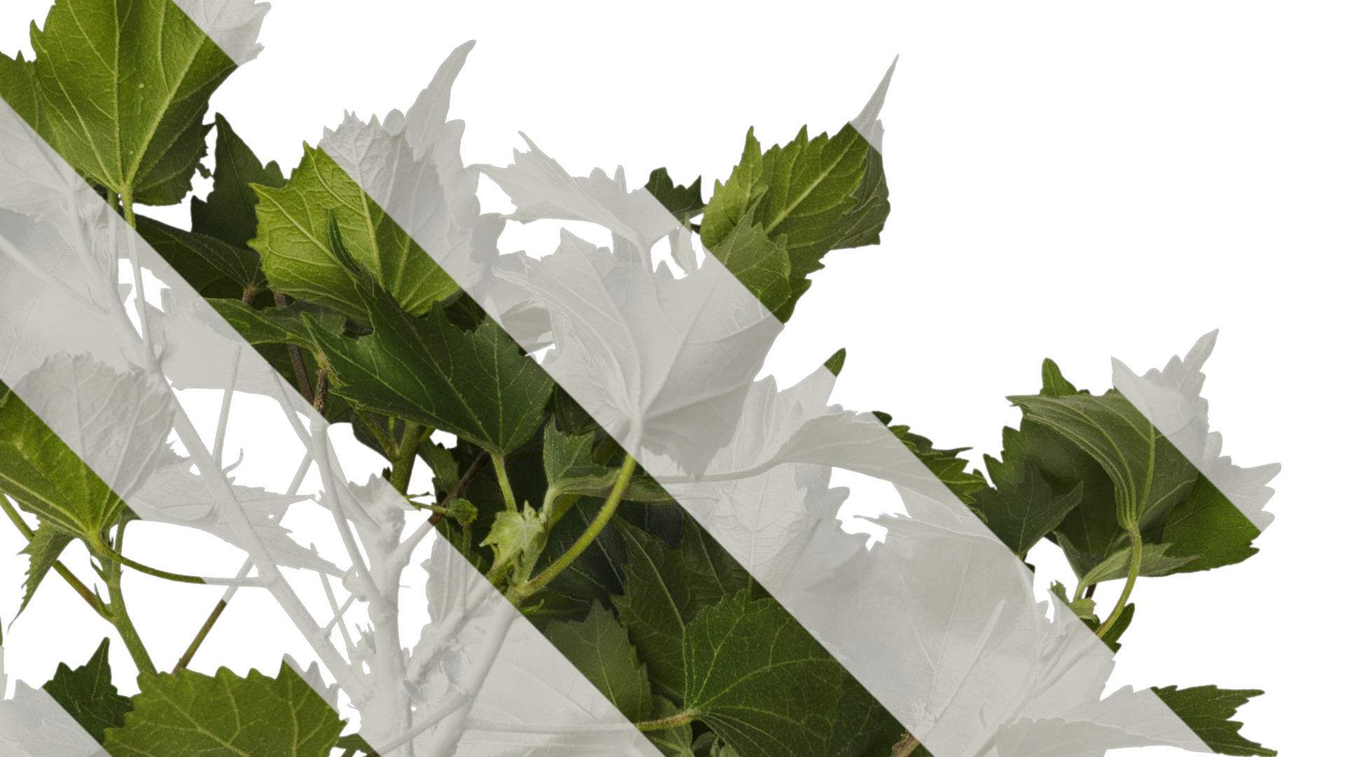 Hibiscus mutabilis Low-poly 3D model_3