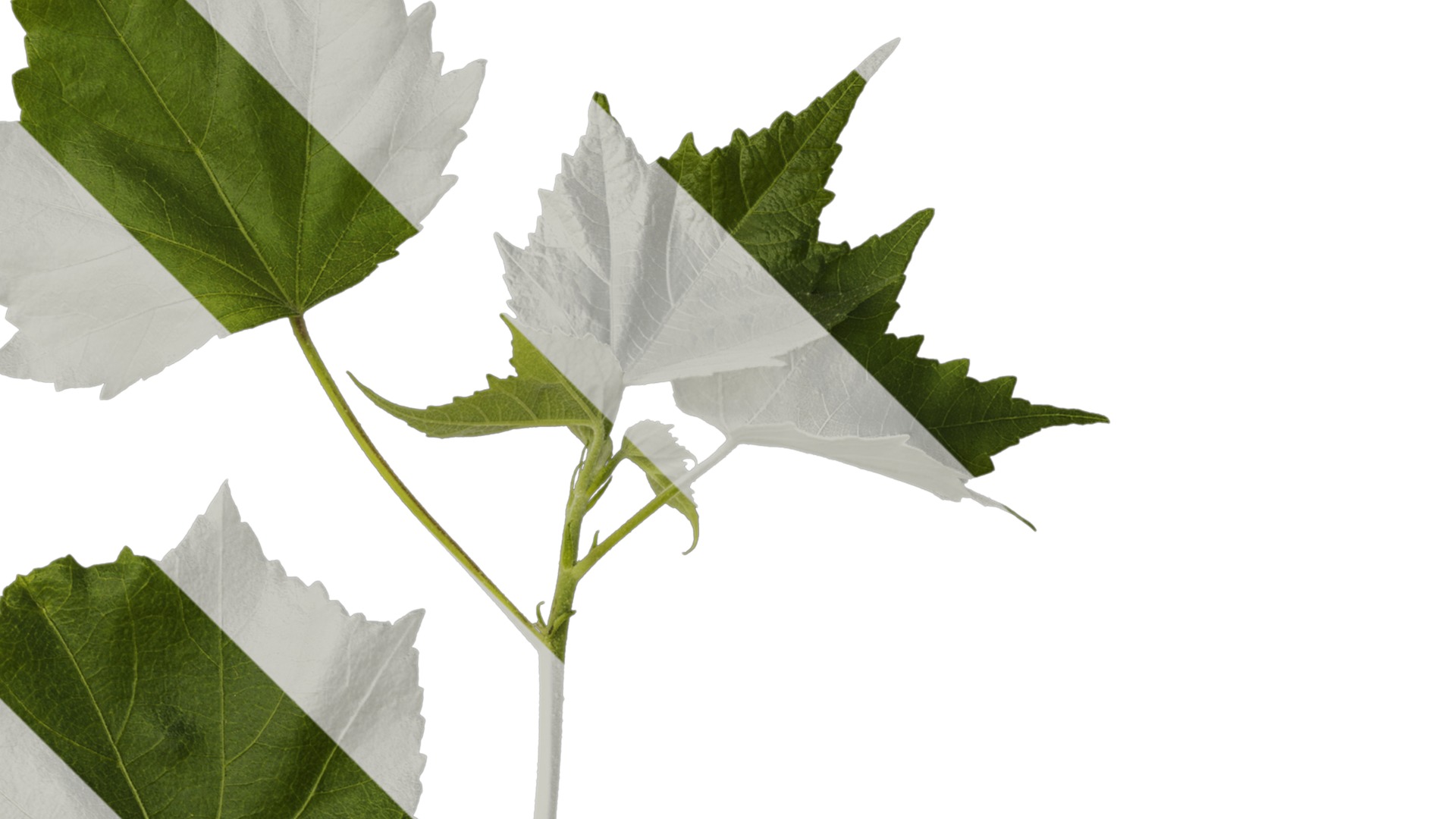 Hibiscus mutabilis Low-poly 3D model_11