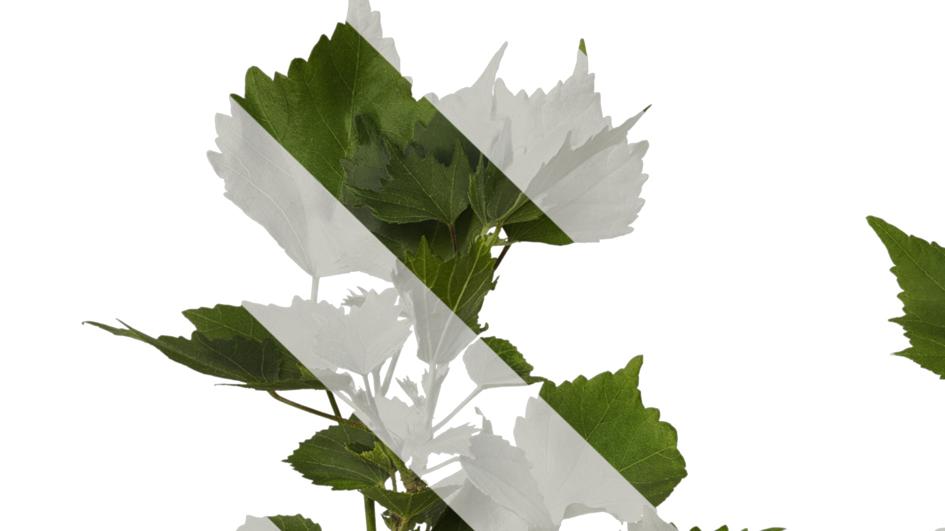 Hibiscus mutabilis Low-poly 3D model_2