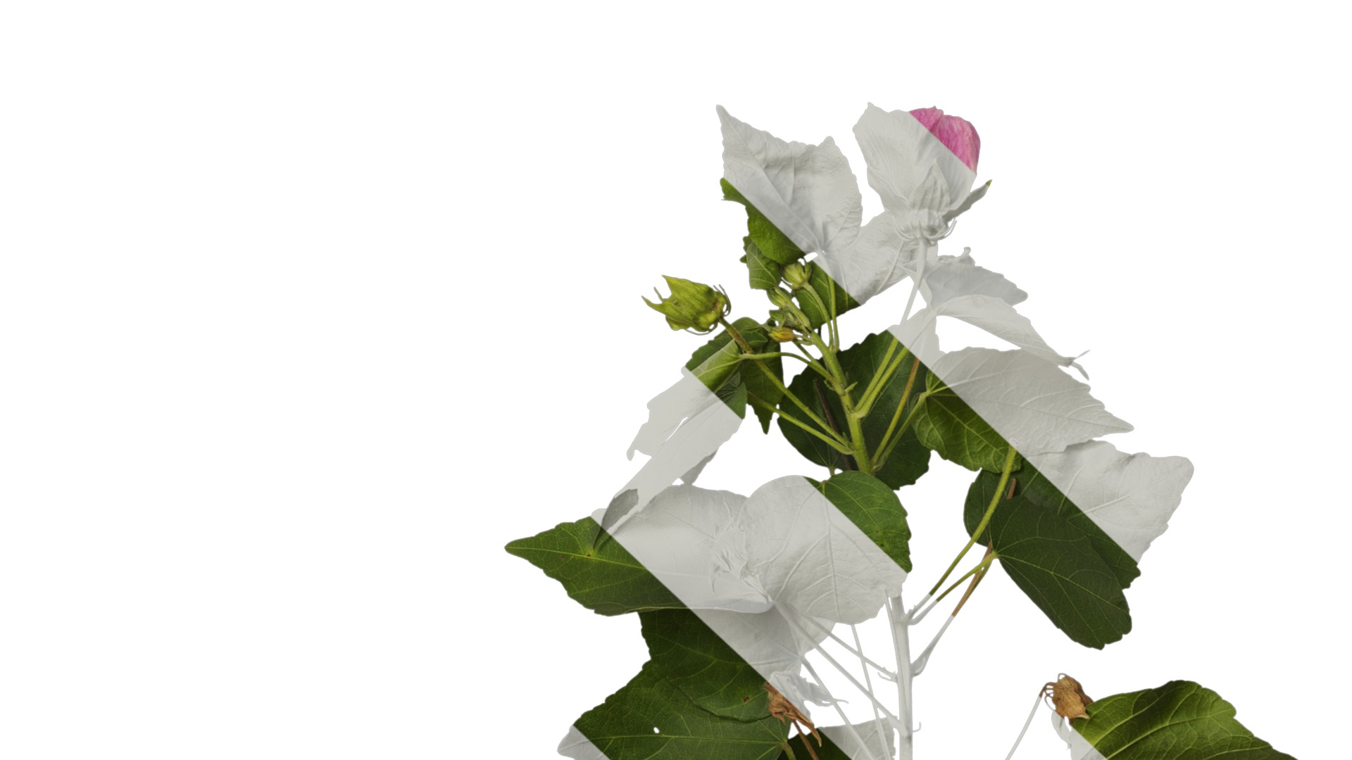 Hibiscus mutabilis Low-poly 3D model_31