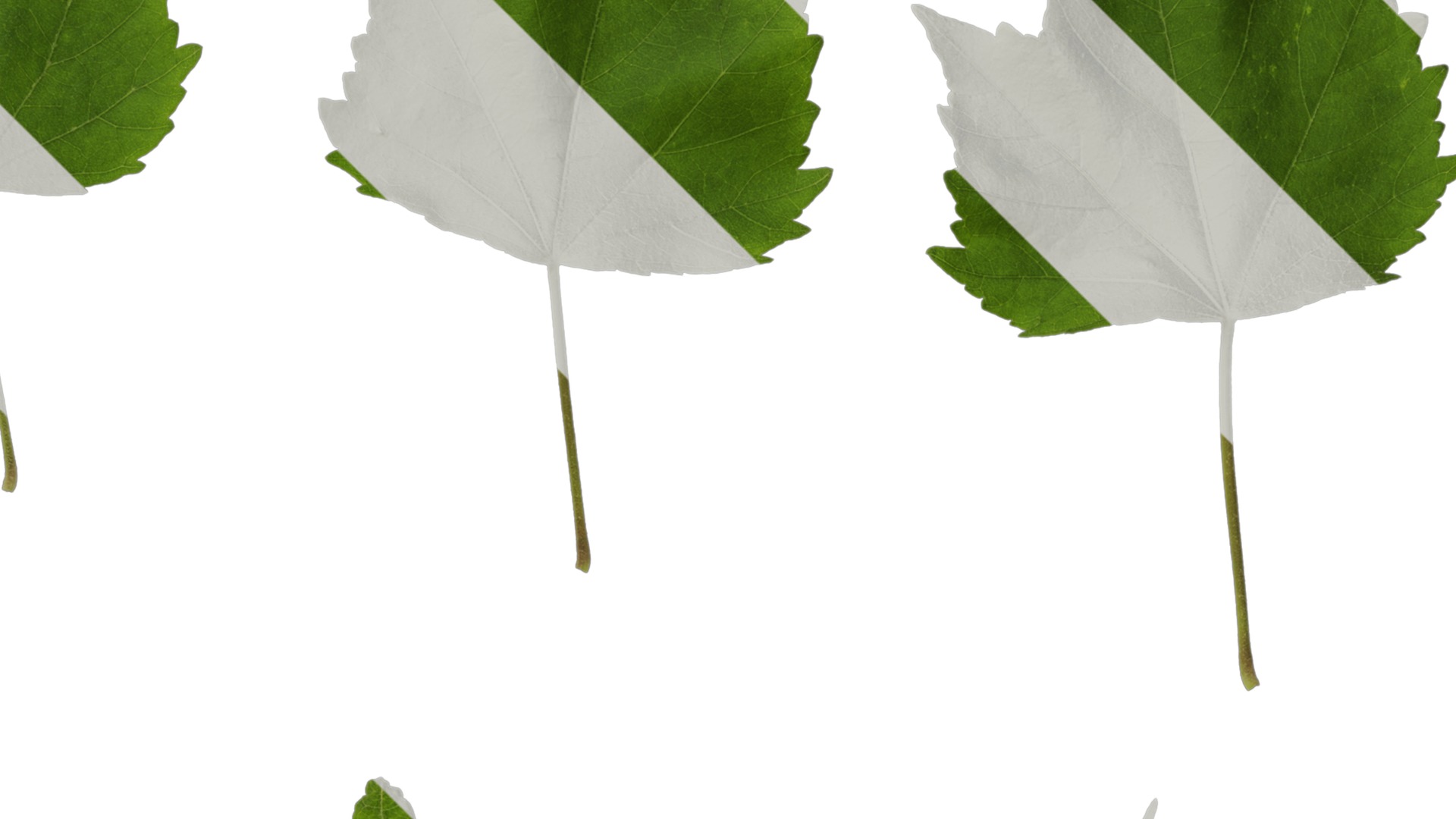 Hibiscus mutabilis Low-poly 3D model_56