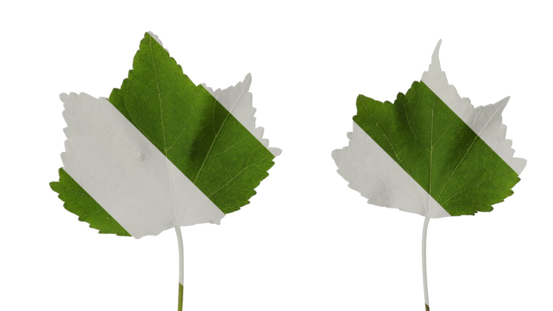 Hibiscus mutabilis Low-poly 3D model_58