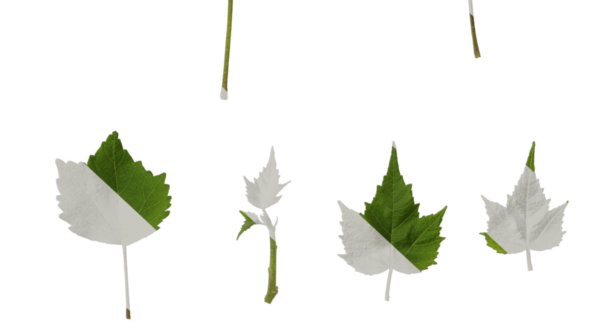 Hibiscus mutabilis Low-poly 3D model_60