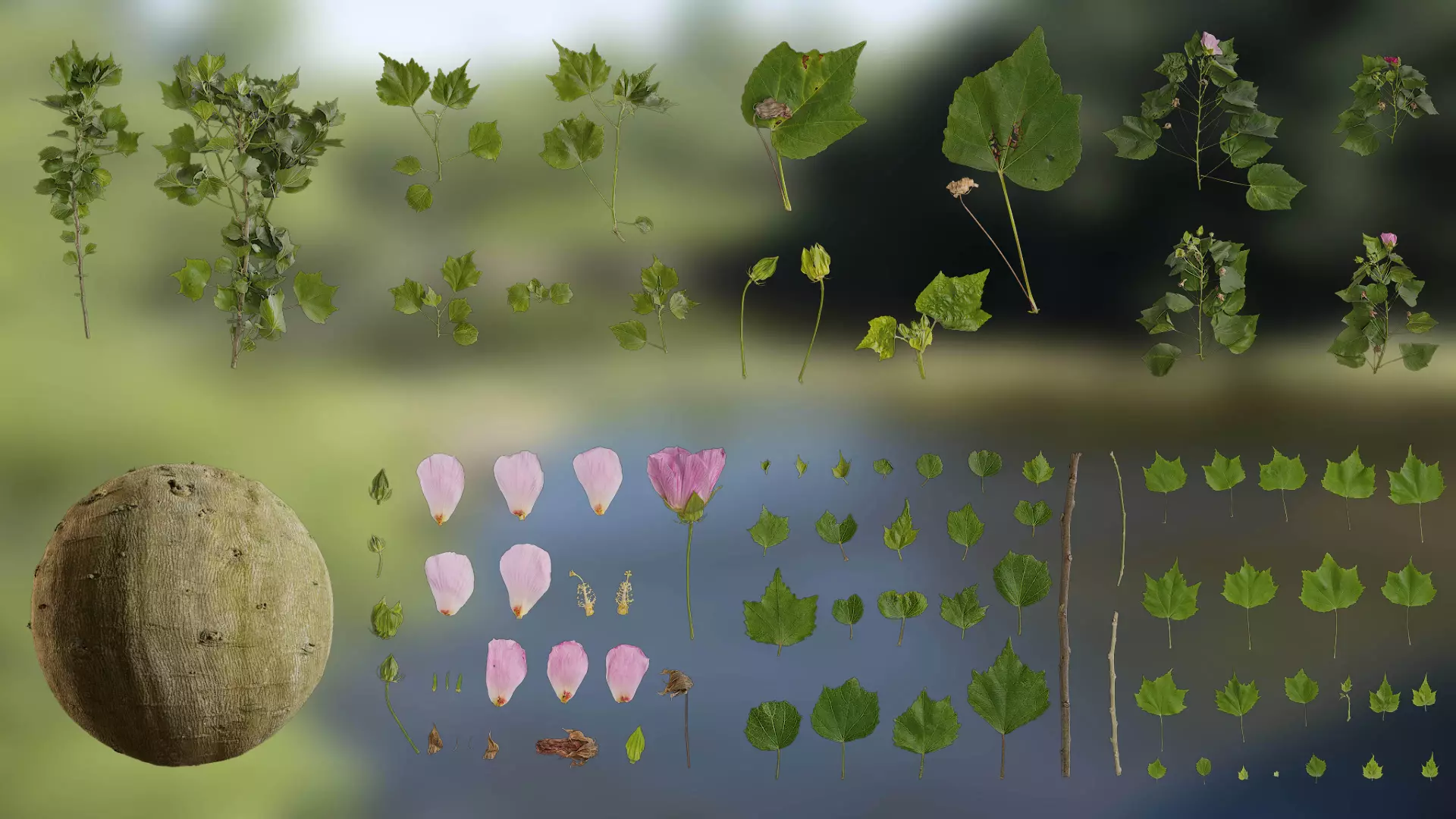 Hibiscus mutabilis Low-poly 3D model_0