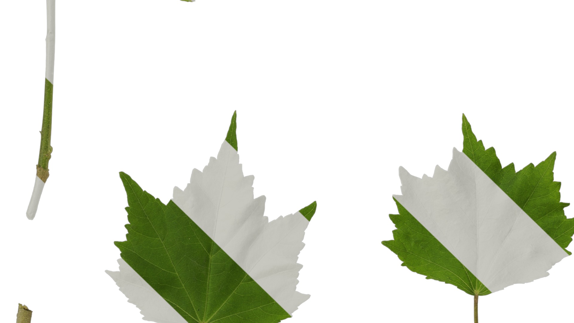 Hibiscus mutabilis Low-poly 3D model_57