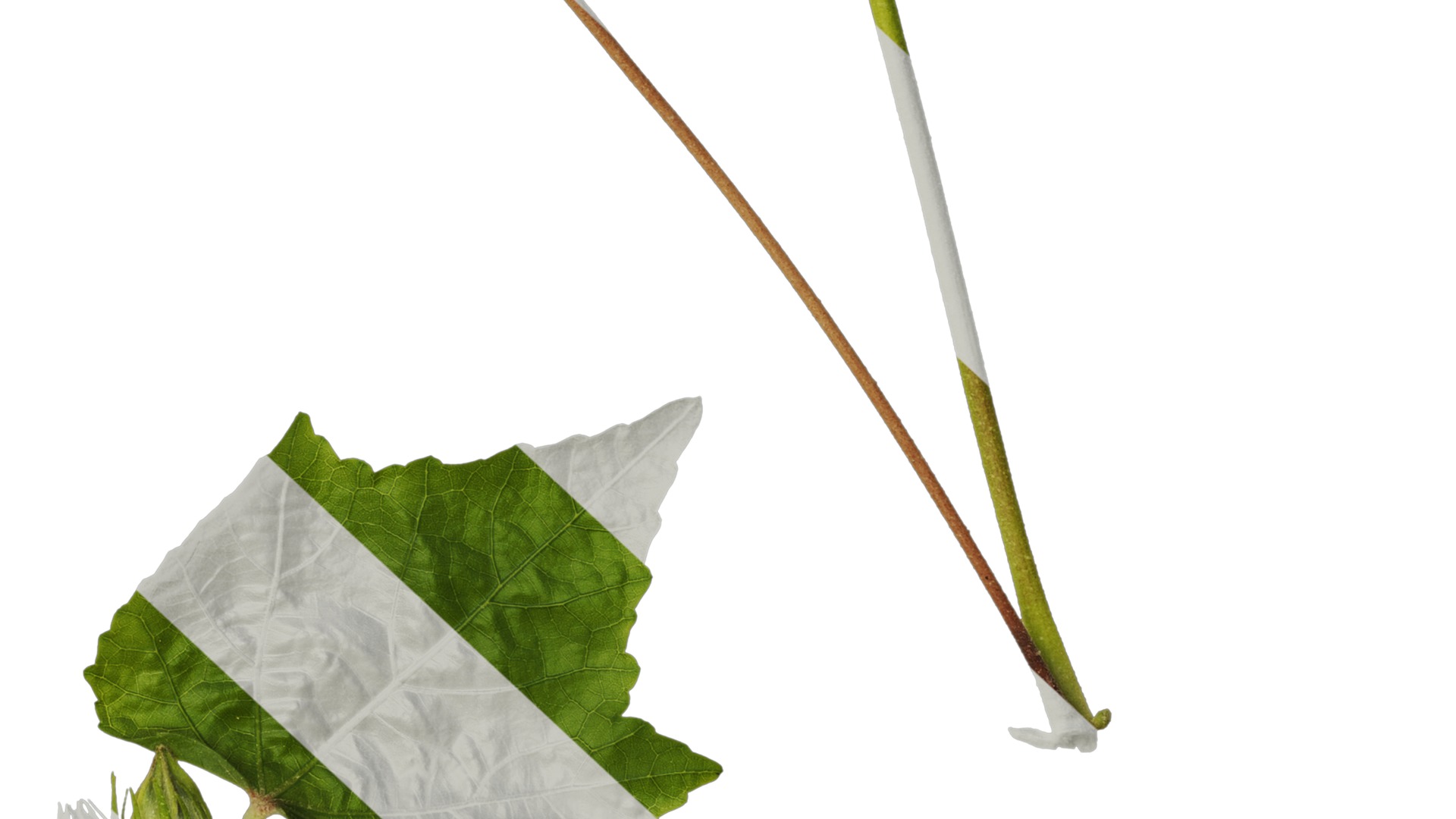 Hibiscus mutabilis Low-poly 3D model_25